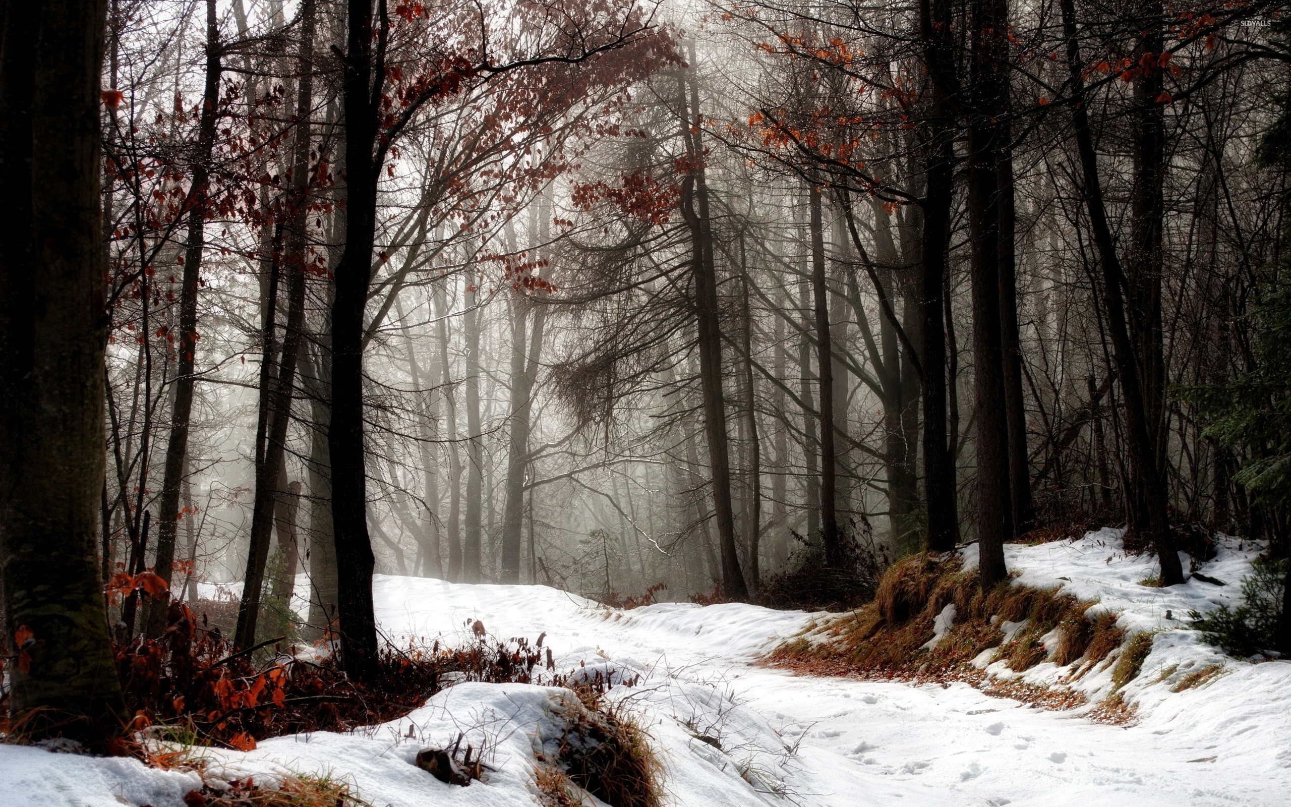First snow over the autumn forest wallpaper - Nature wallpapers - #35920