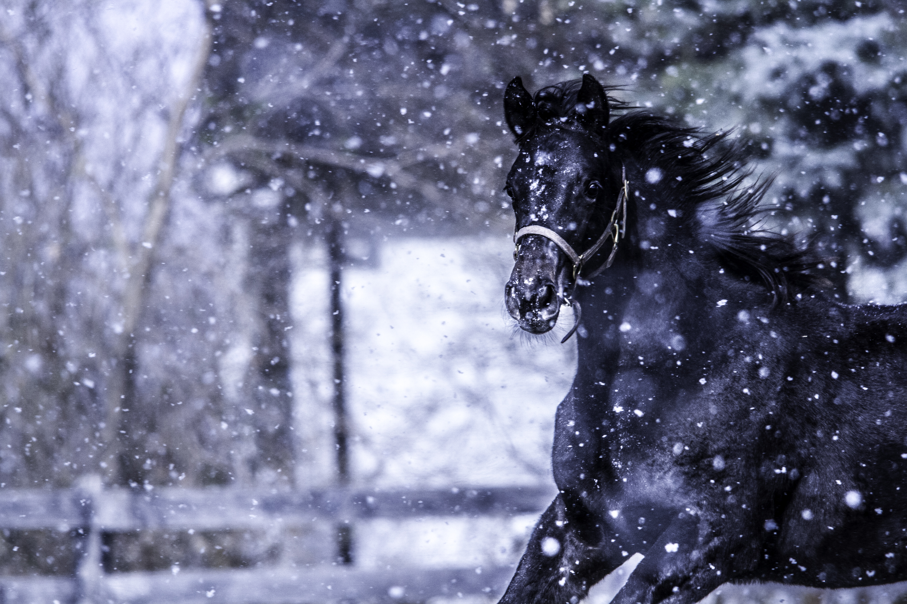 Finalist Photo Titled Foal's First Snowfall – Photographer Santino ...