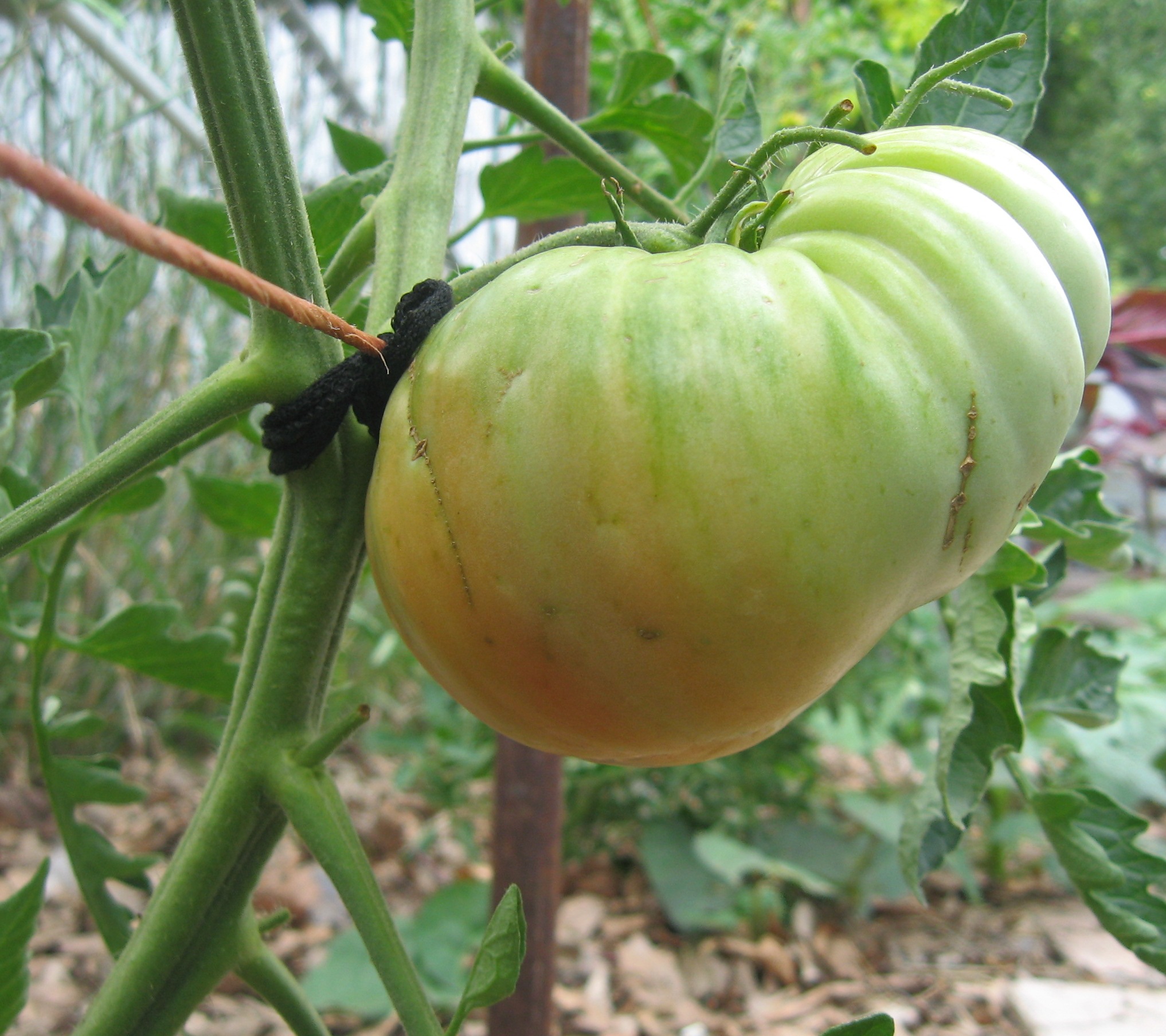 First Tomato of 2014 | Delectation of Tomatoes, etc.