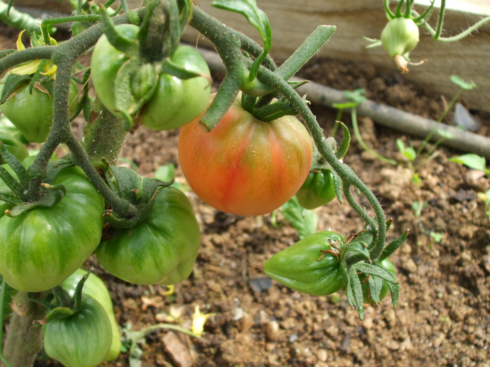 Mr Tomato King: My first tomato of the season ready to pick