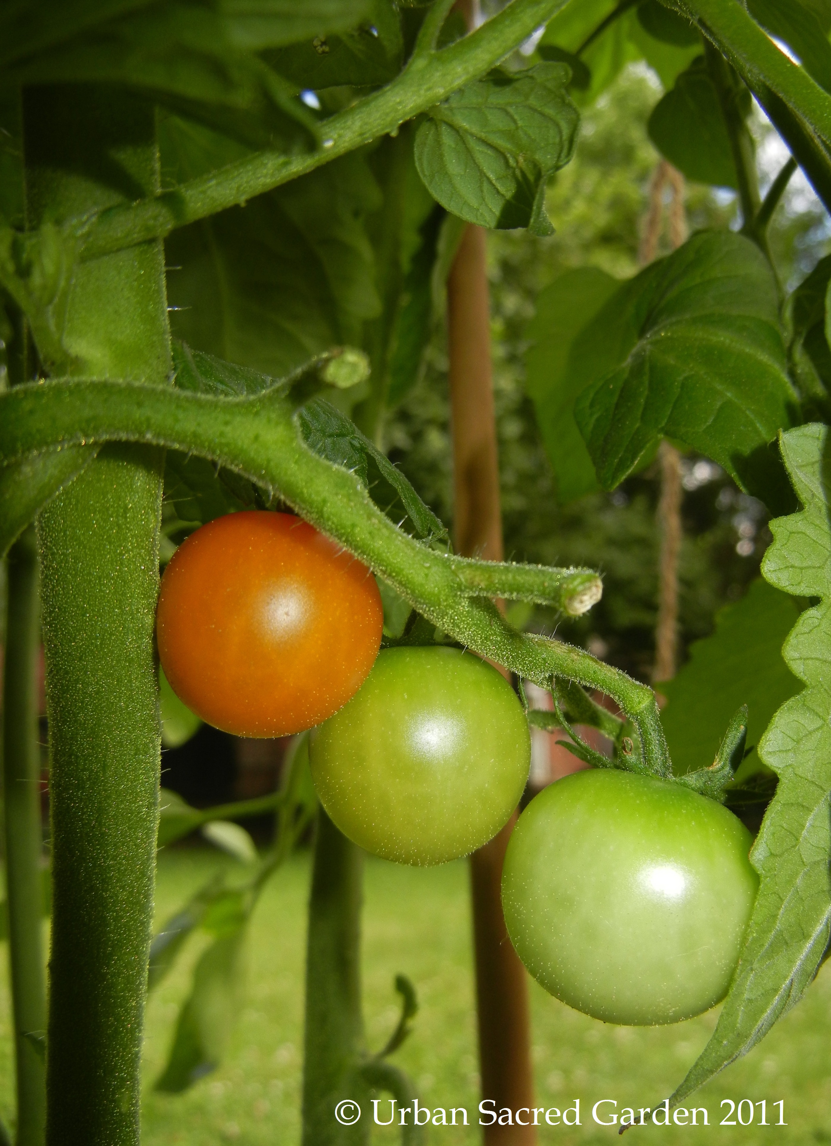 First Ripe Tomato of the Season - Urban Sacred Garden | Urban Sacred ...