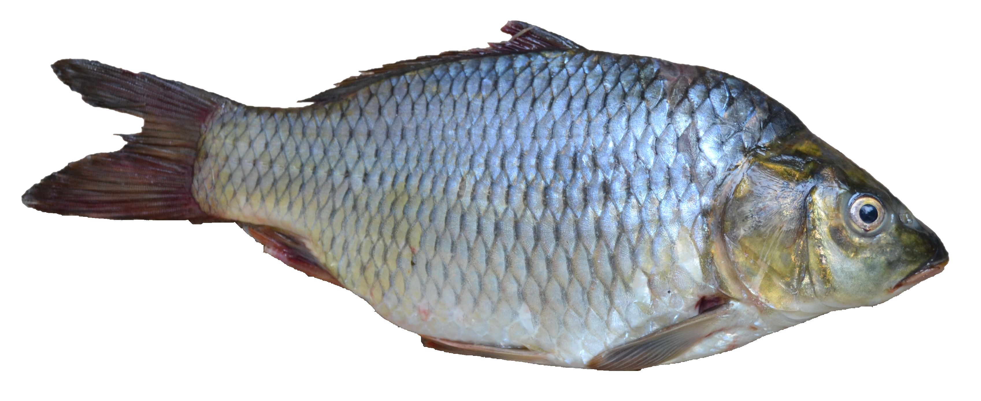 File:Fish - Puntius sarana from Kerala (India).png - Wikimedia Commons