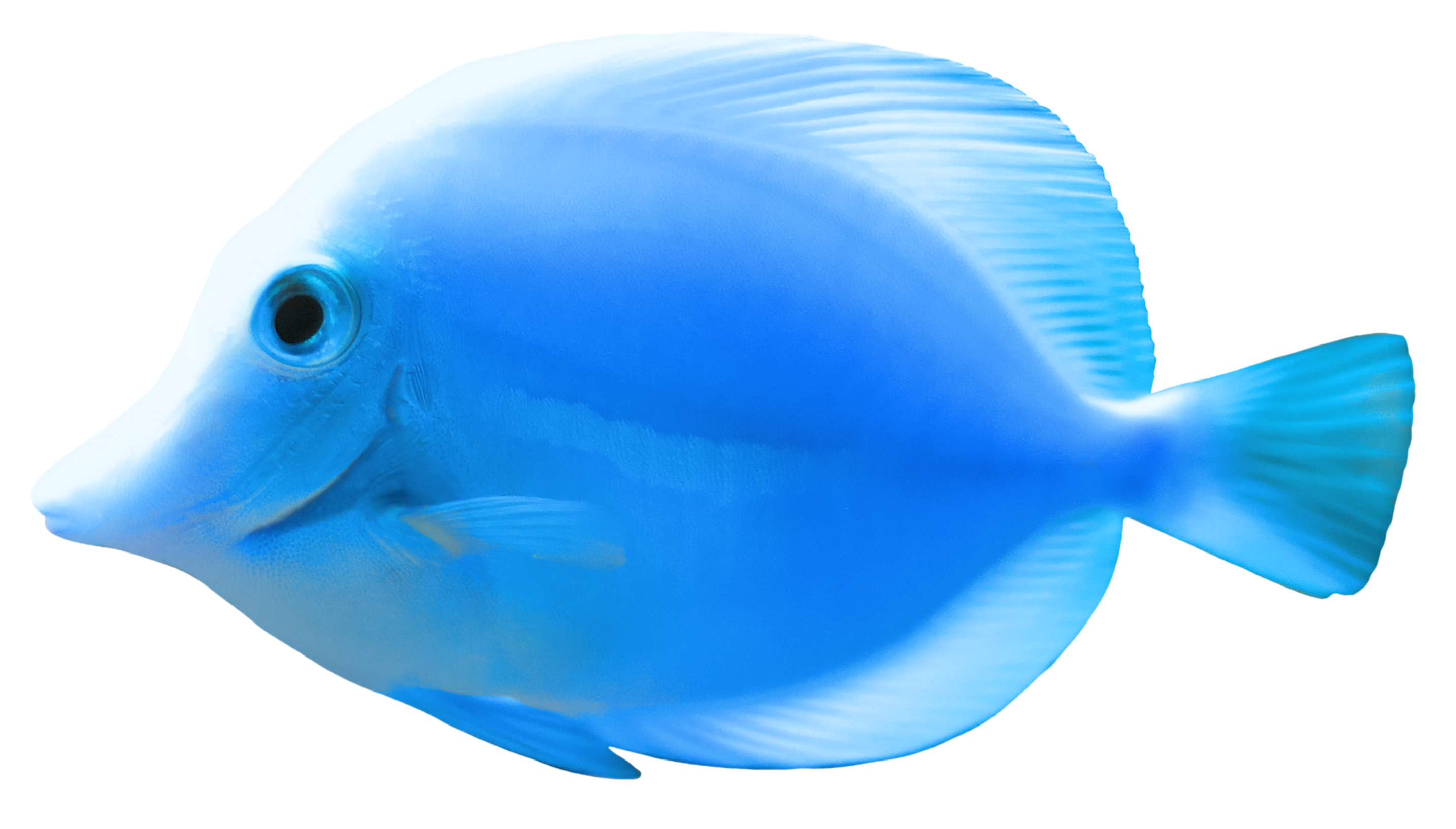 Blue Fish PNG Clipart - Best WEB Clipart