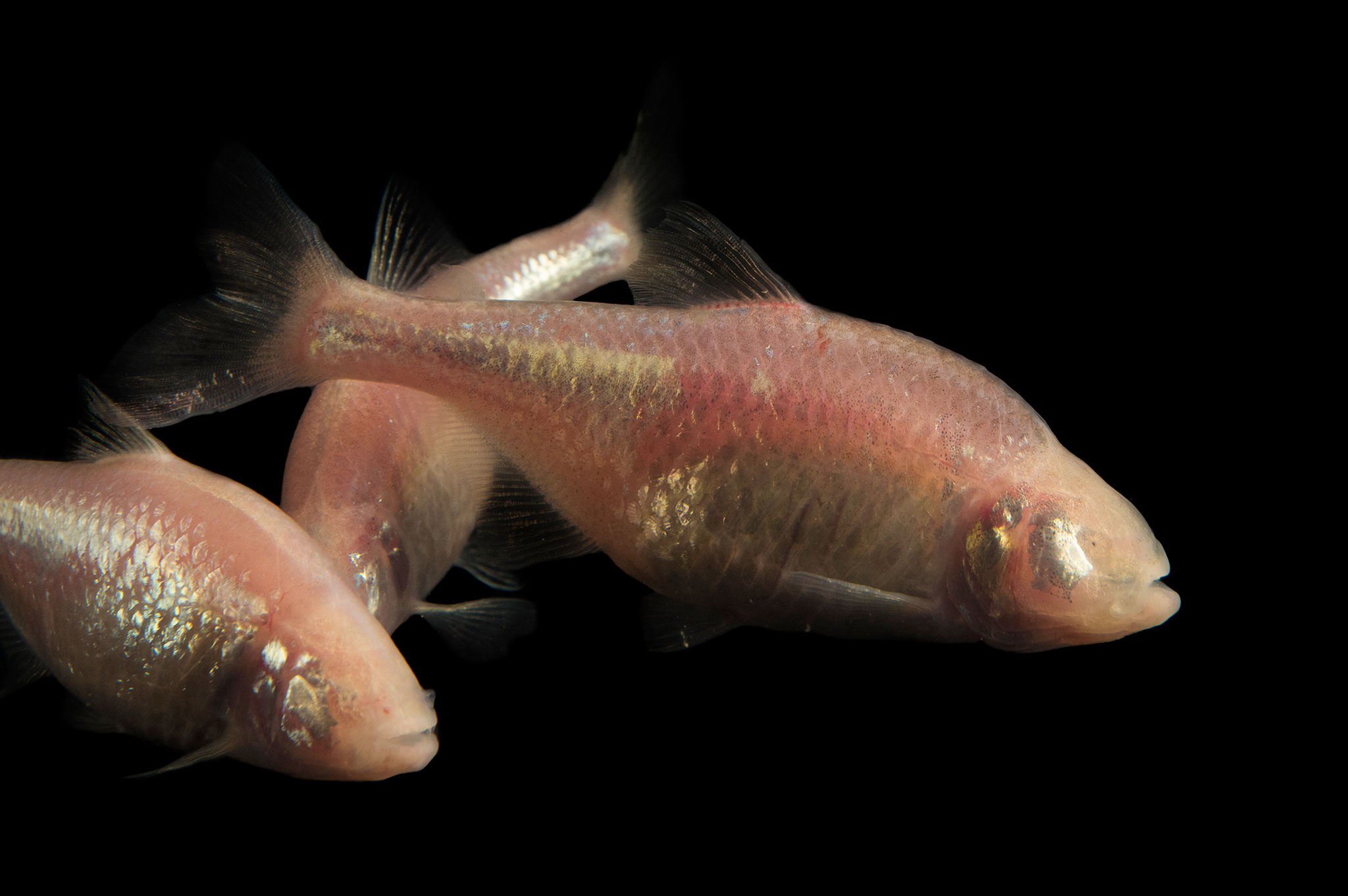 Blind Cave-Dwelling Fish In Mexico Hold Insights Into Diabetes