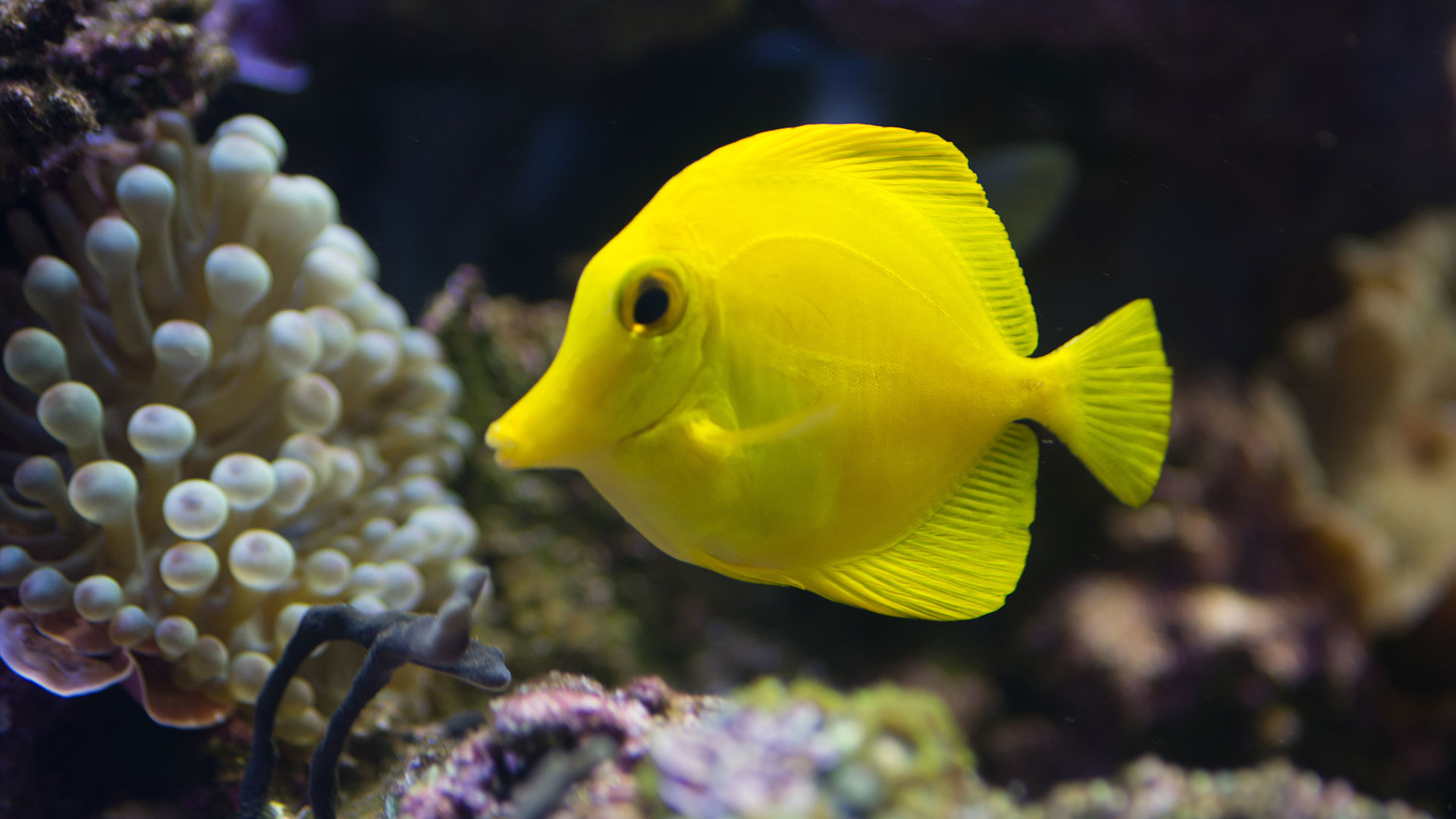BANGGAI CARDINAL FISH | Pterapogon kauderni – Rising Tide Conservation