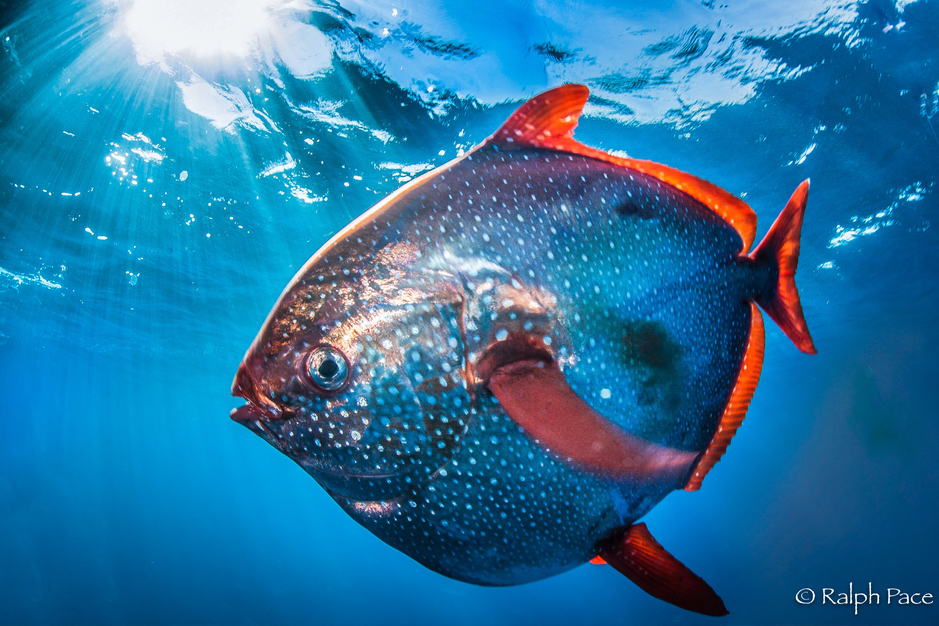 Opah - The First Fully Warm-Blooded Fish