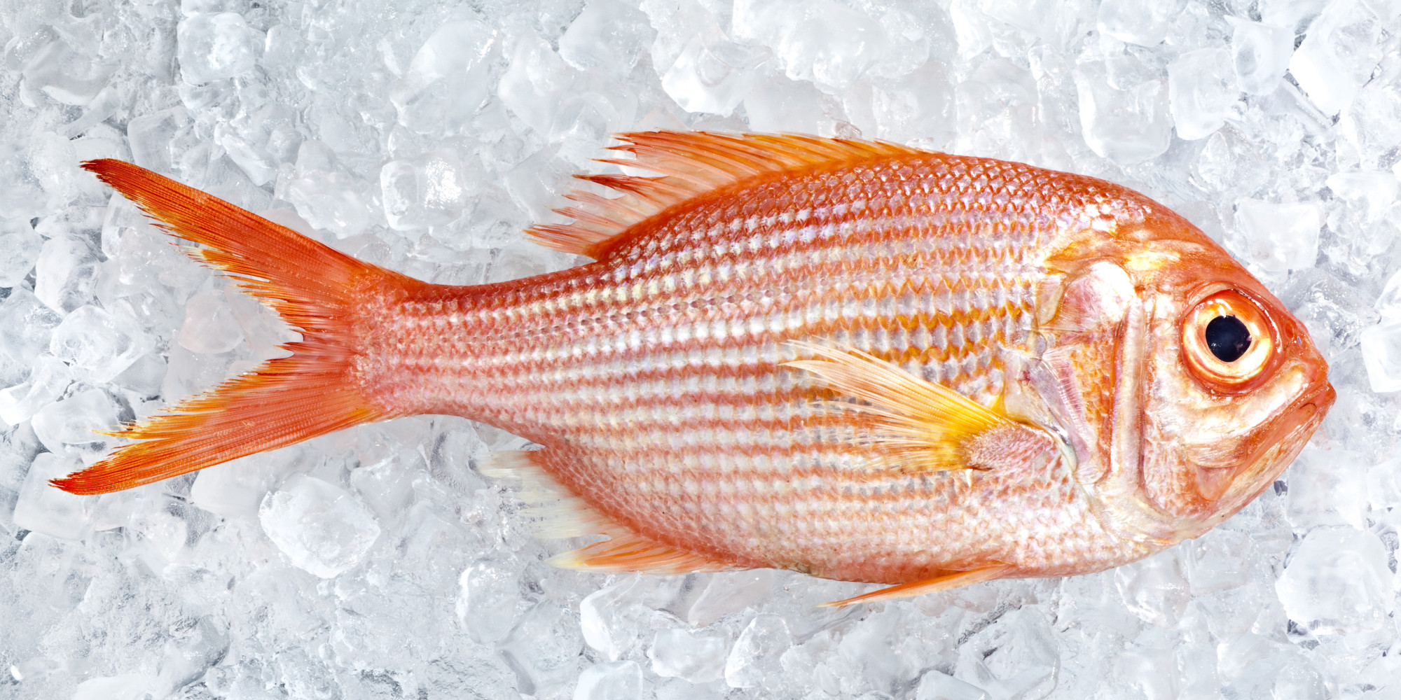How Long Does Fresh Fish Last In The Fridge After You Buy It? | HuffPost