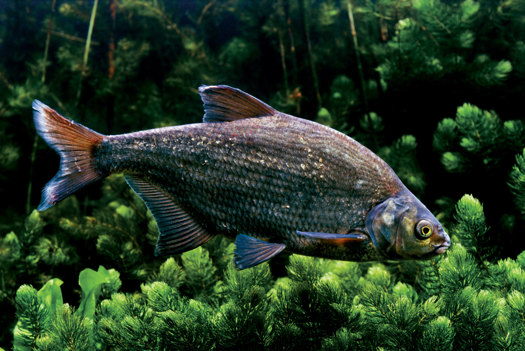 Why We Must Protect Freshwater Fish