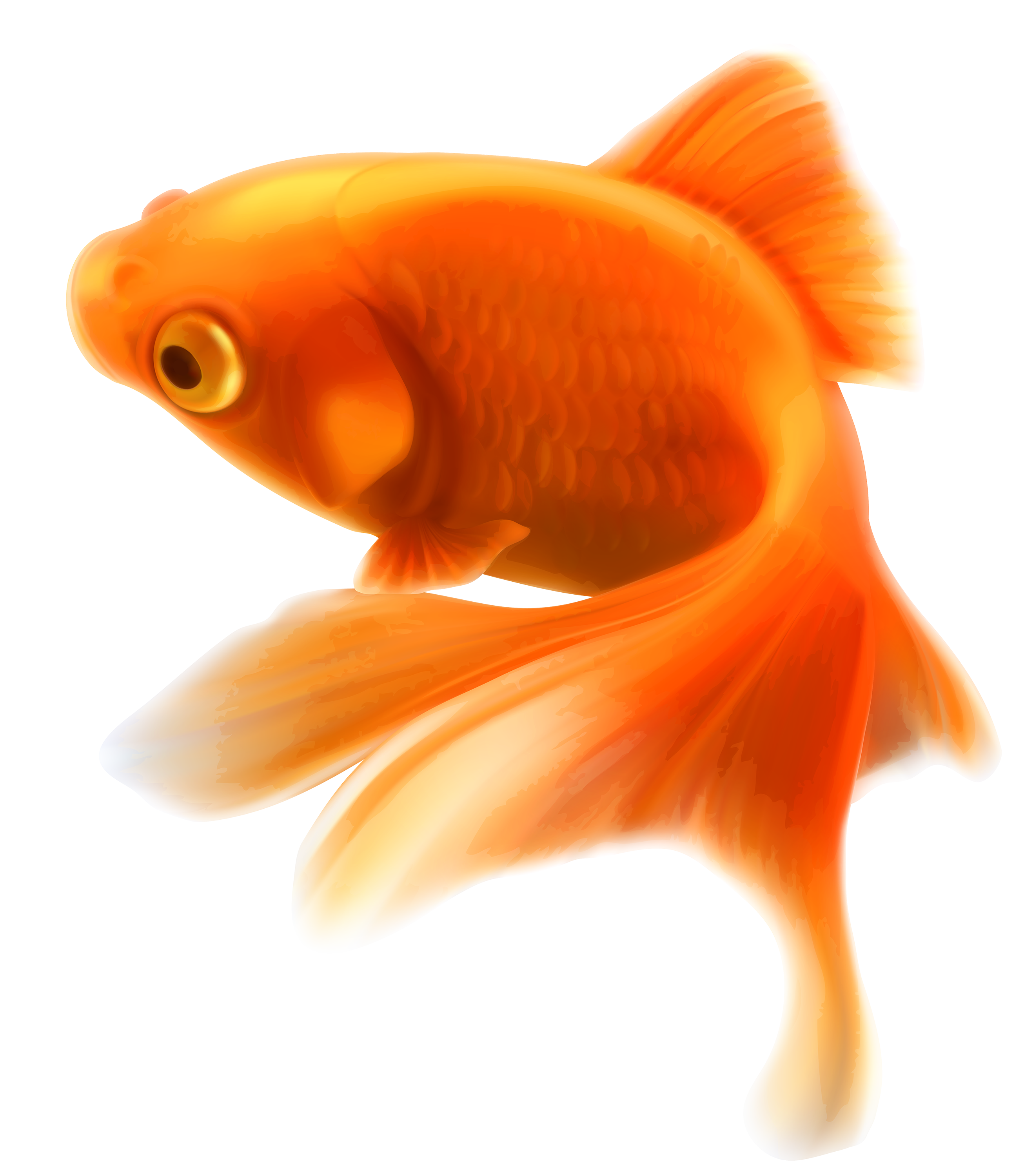 Gold Fish PNG Clipart - Best WEB Clipart