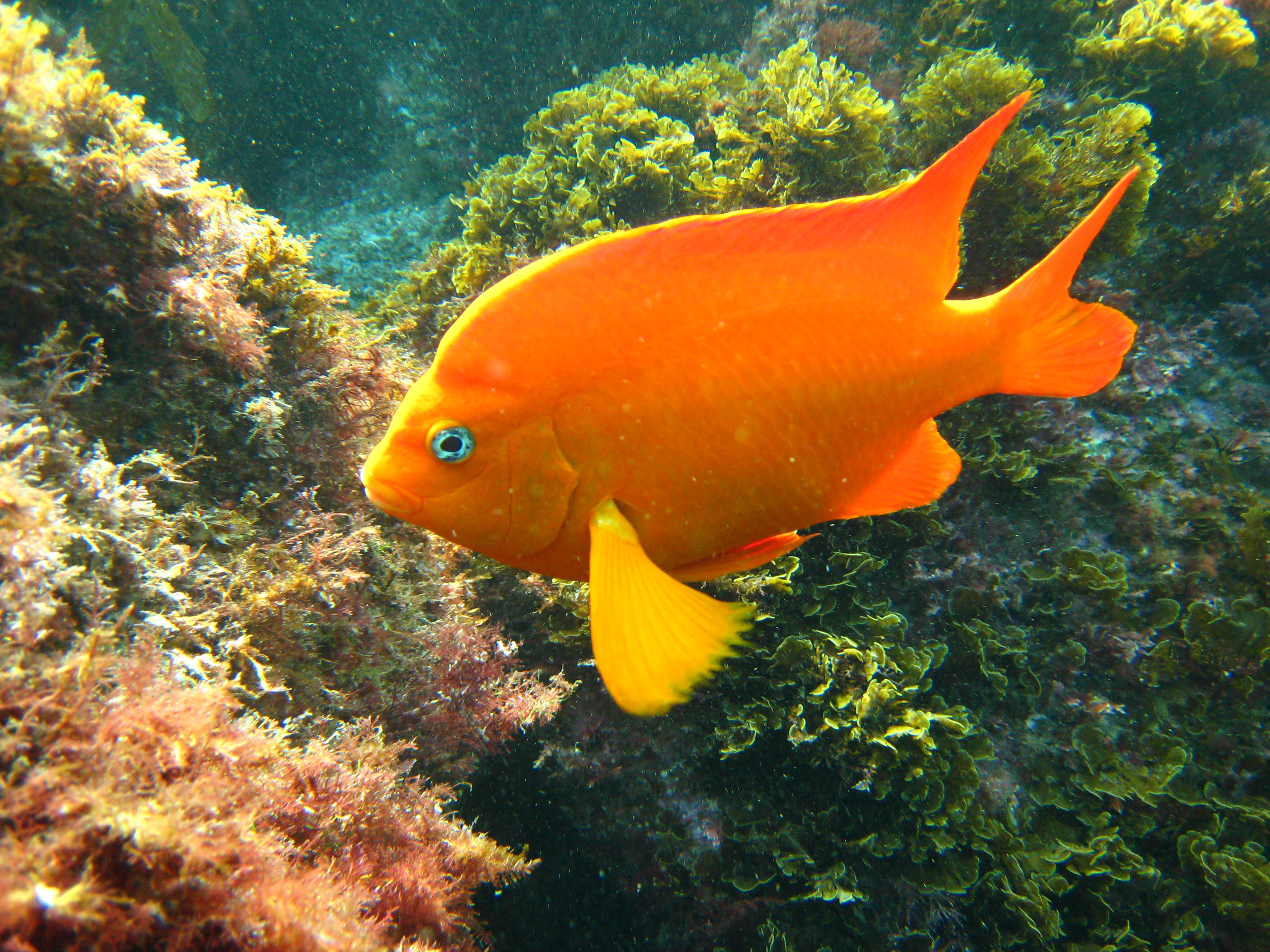 File:Garibaldi fish.jpg - Wikimedia Commons