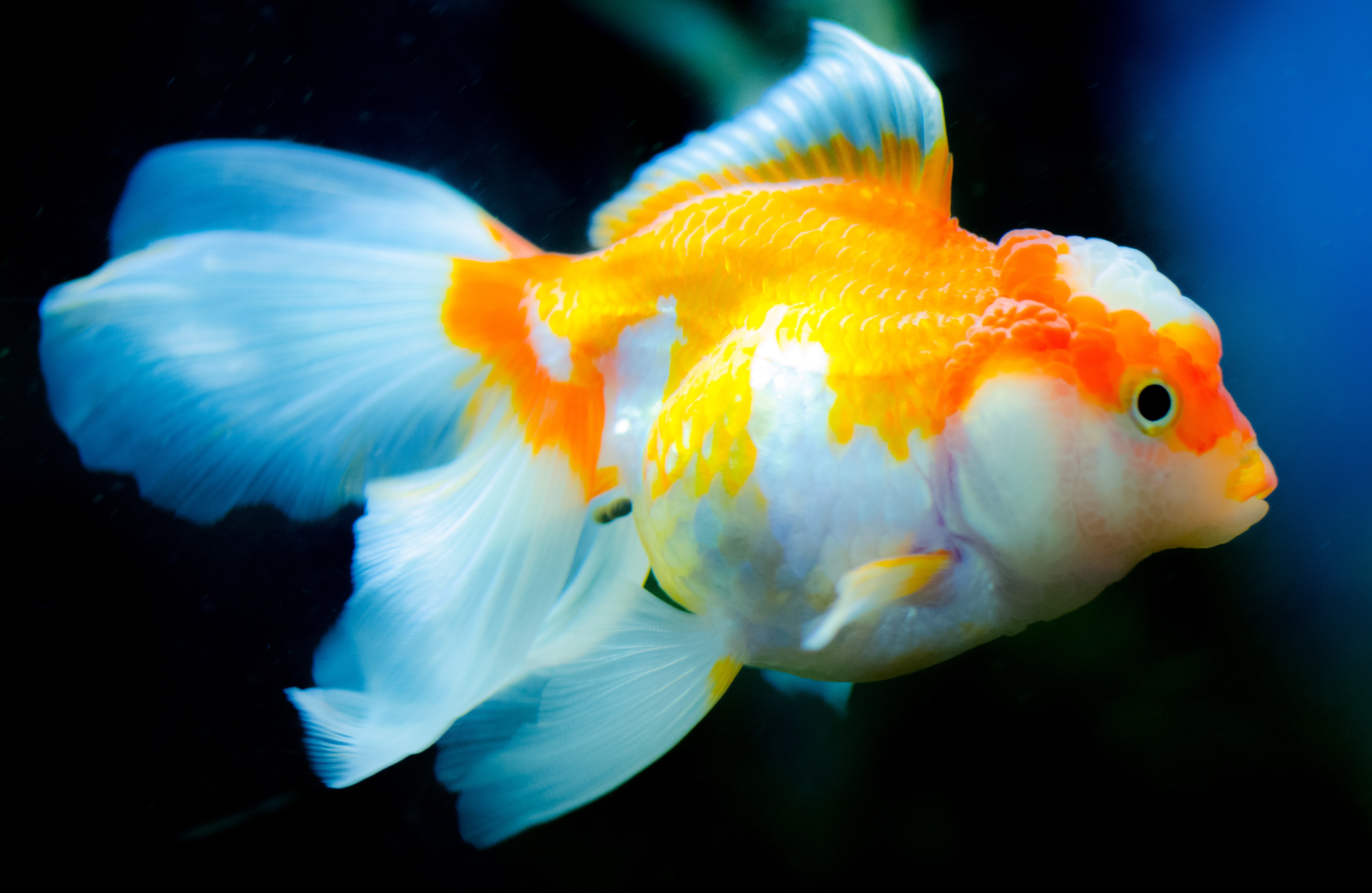 257 Amazing Fish Photos · Pexels · Free Stock Photos