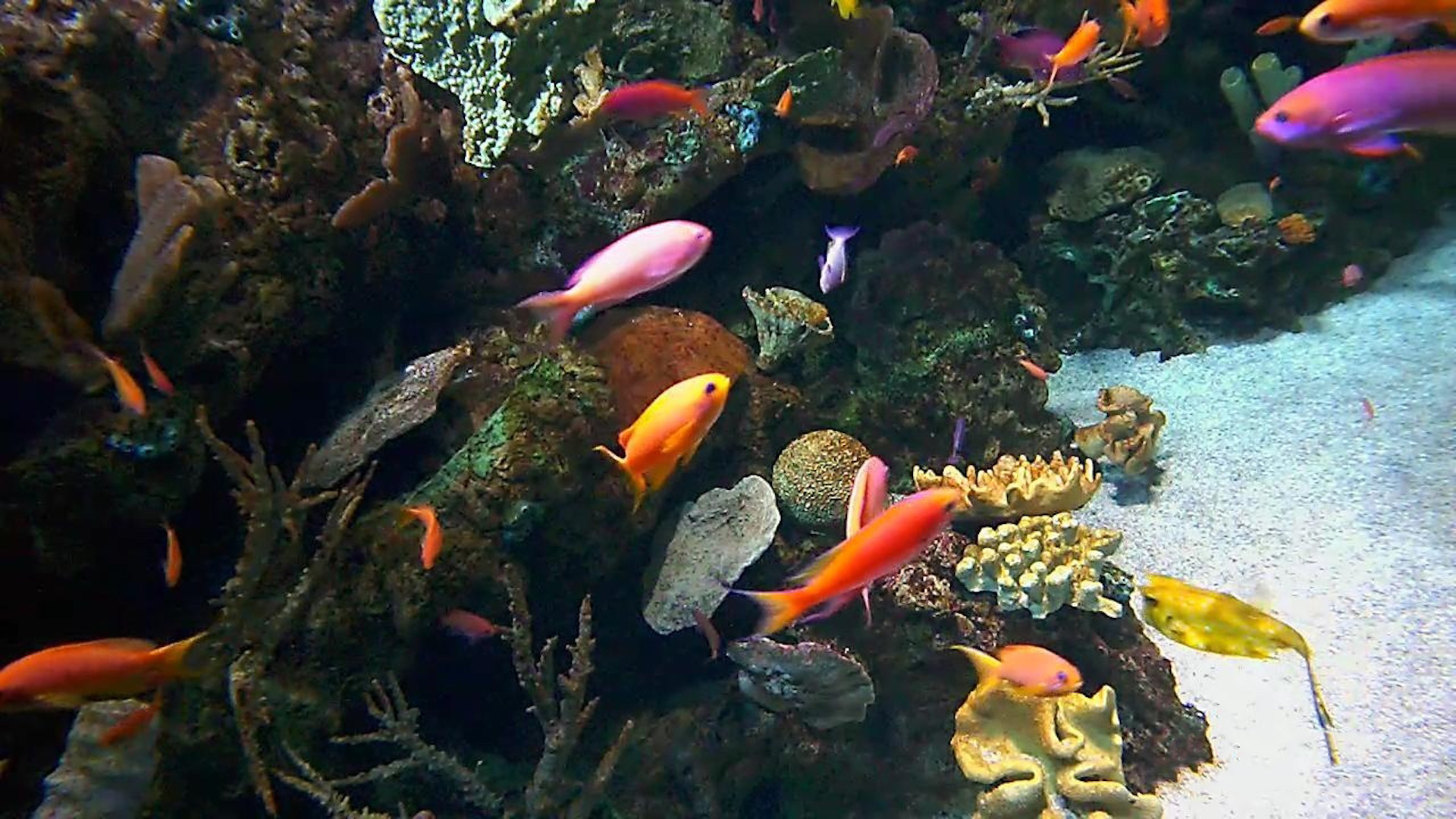 Tropical Fish Live Camera - Aquarium of the Pacific | Explore.org
