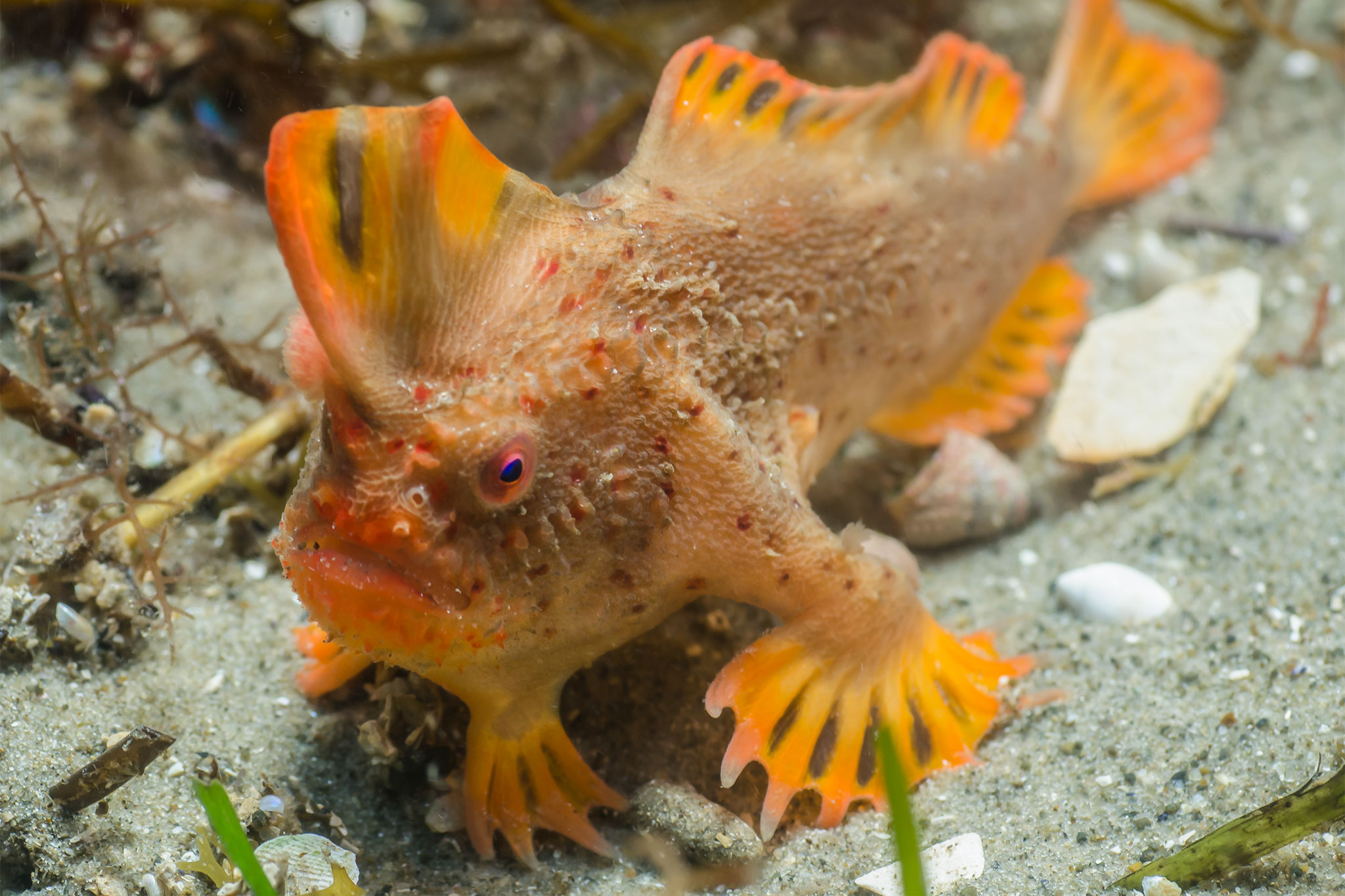 Rare Red Handfish Found in Tasmania Could Double Known Population