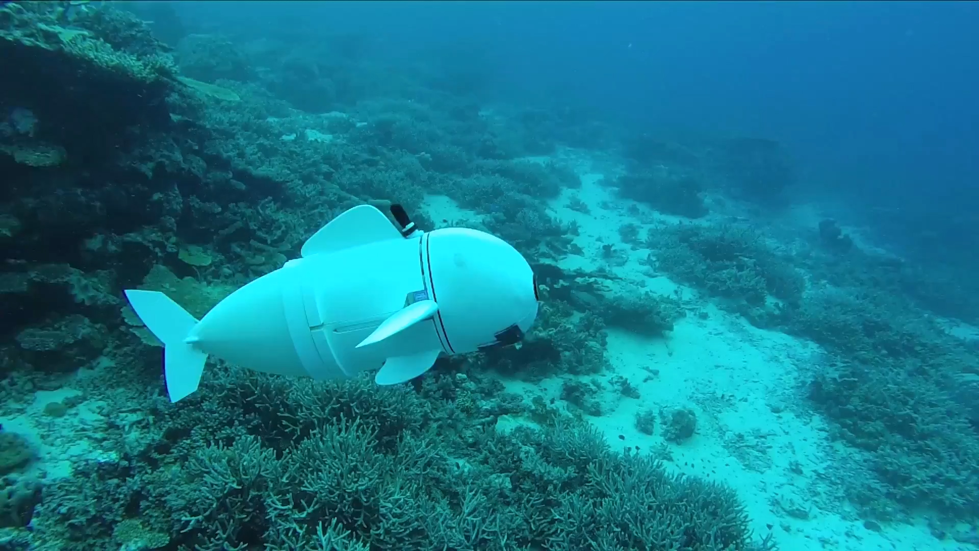 MIT CSAIL's robotic fish can swim with real fish