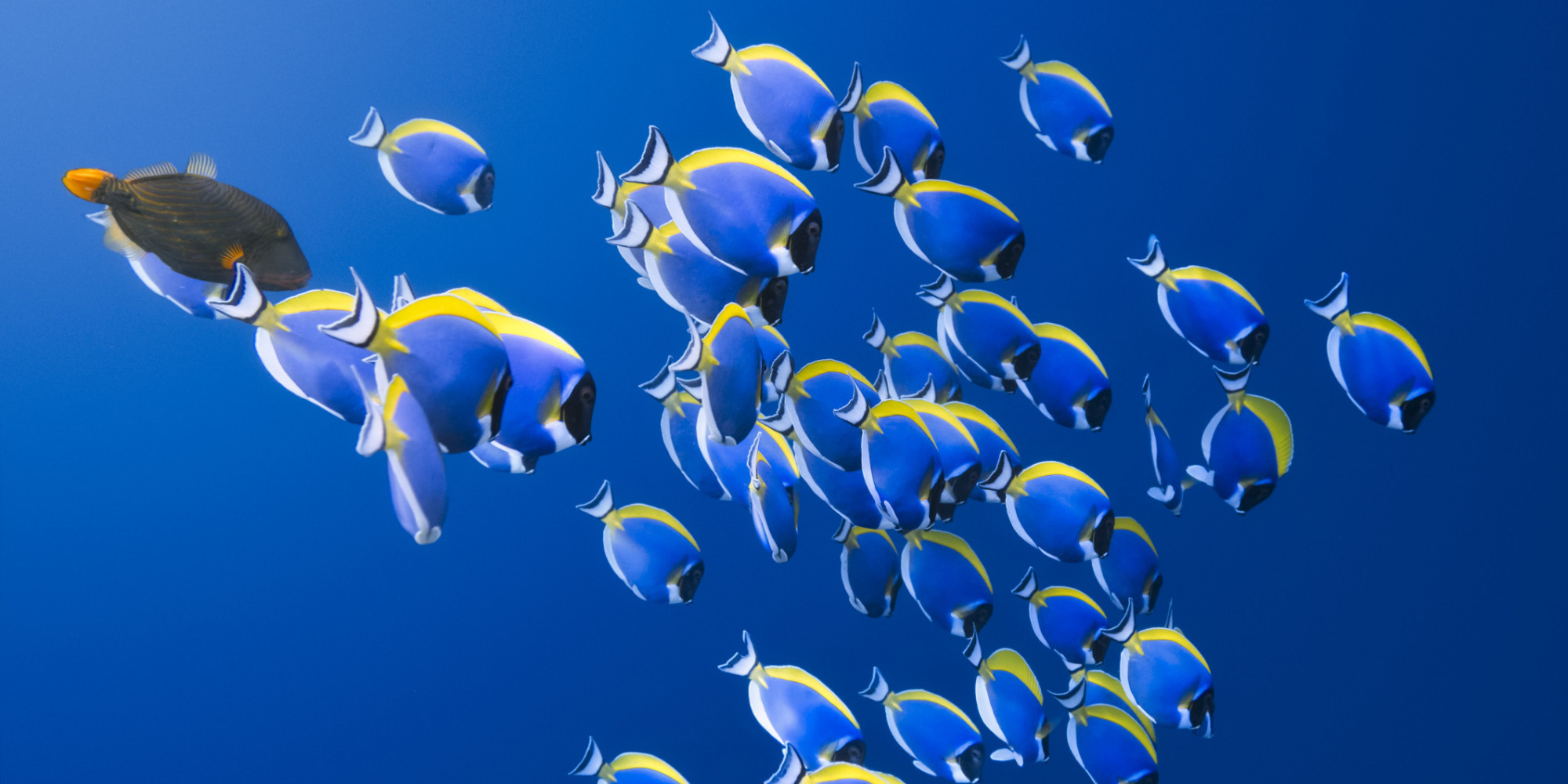 Fast Fish: The Ocean's Hidden Talent | HuffPost