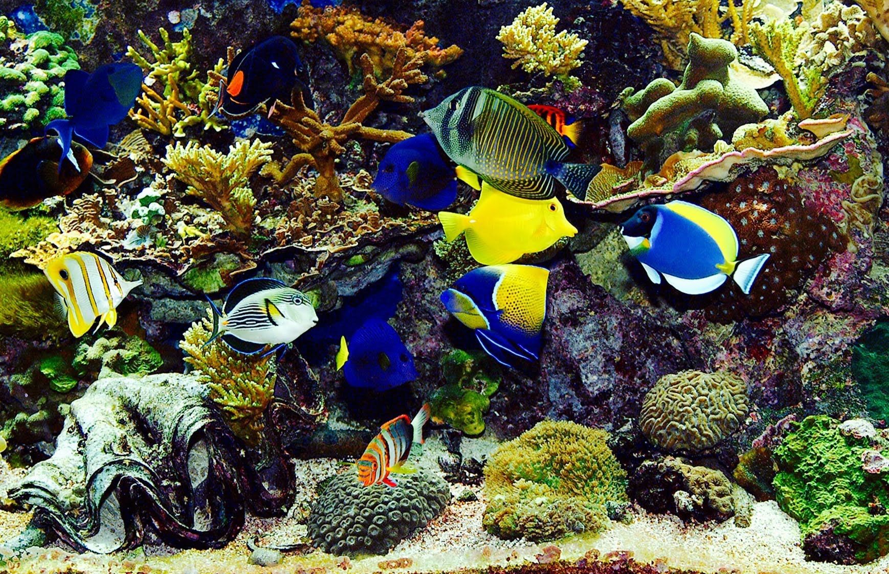✓ Beautiful Real Colourful Marine Fish Aquarium! Relaxing Natural ...