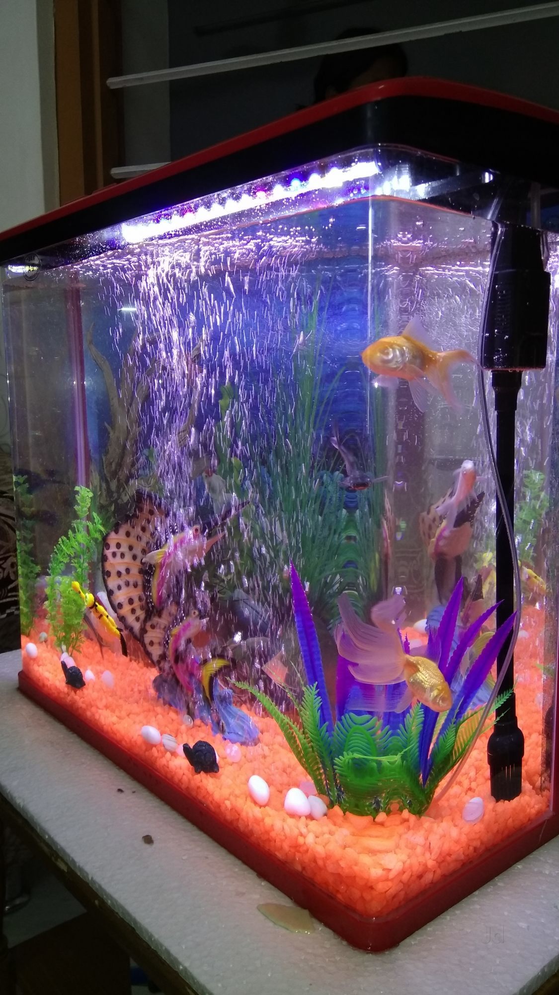 King Fish Aquarium, Udaipur City - Pet Shops in Udaipur-Rajasthan ...