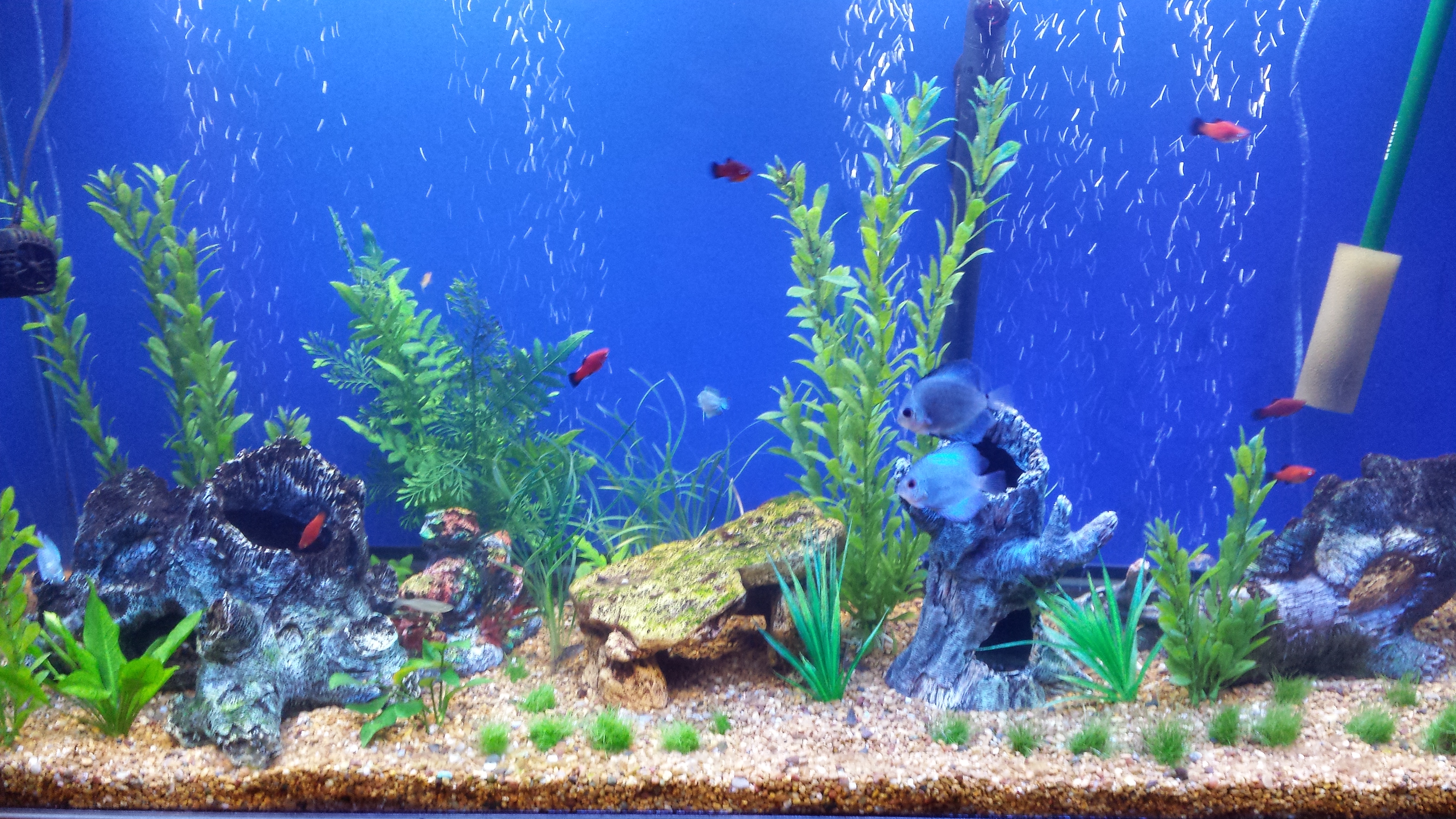 50+ Best Aquarium Backgrounds to Download & Print | Free & Premium ...