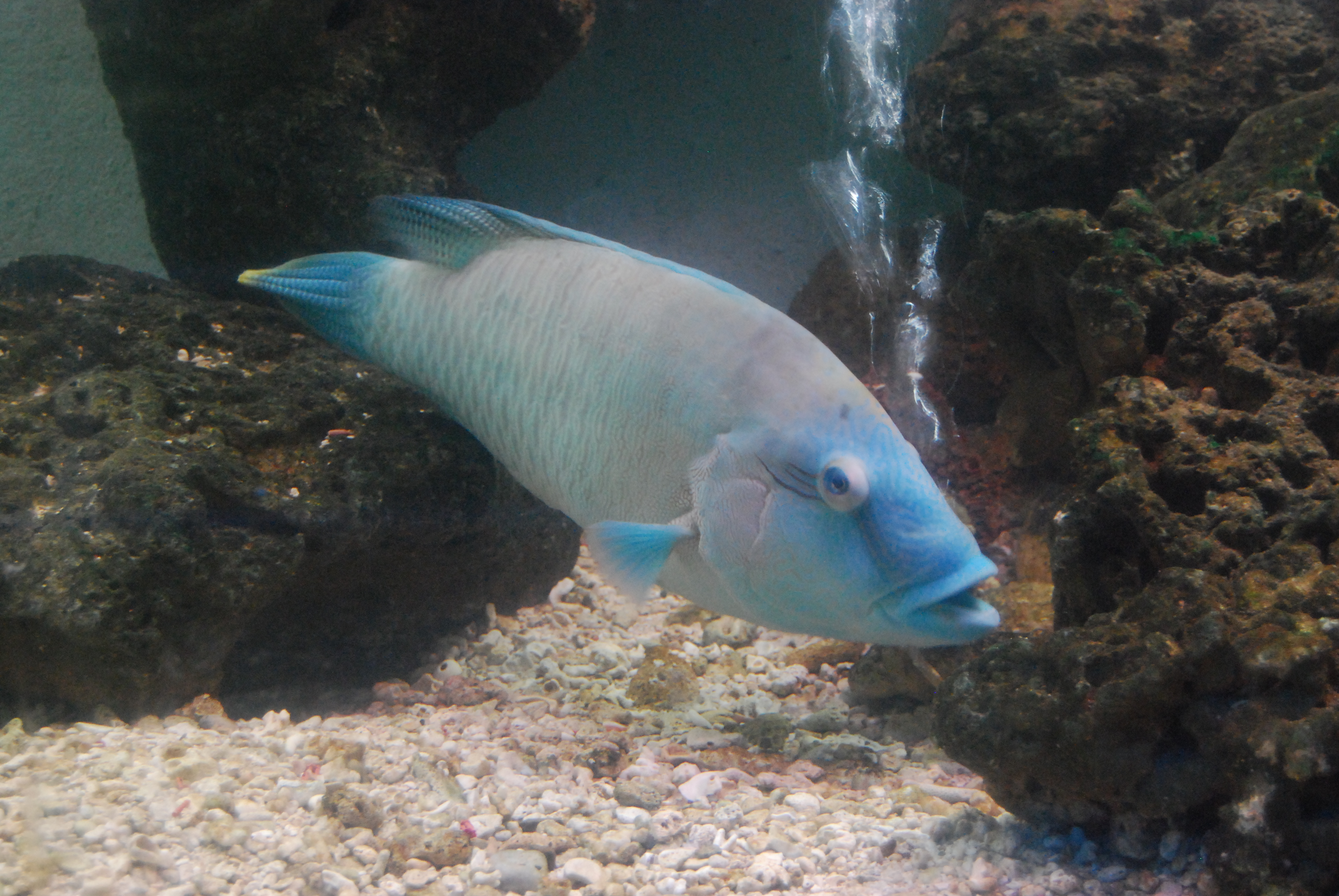 Fish at Surabaya Zoo, Animal, Blue, Exotic, Fins, HQ Photo