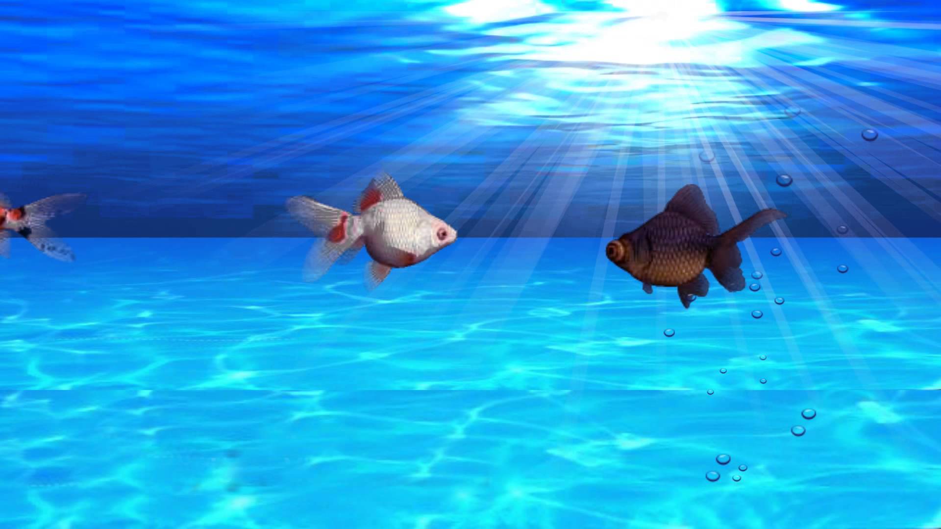 Fish Aquarium Video Background - YouTube