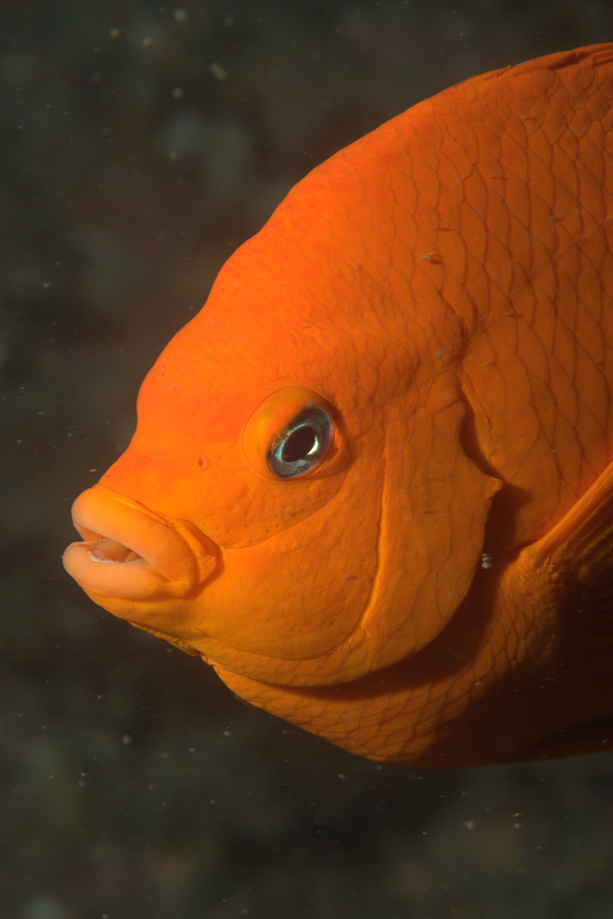 Fish close up photo