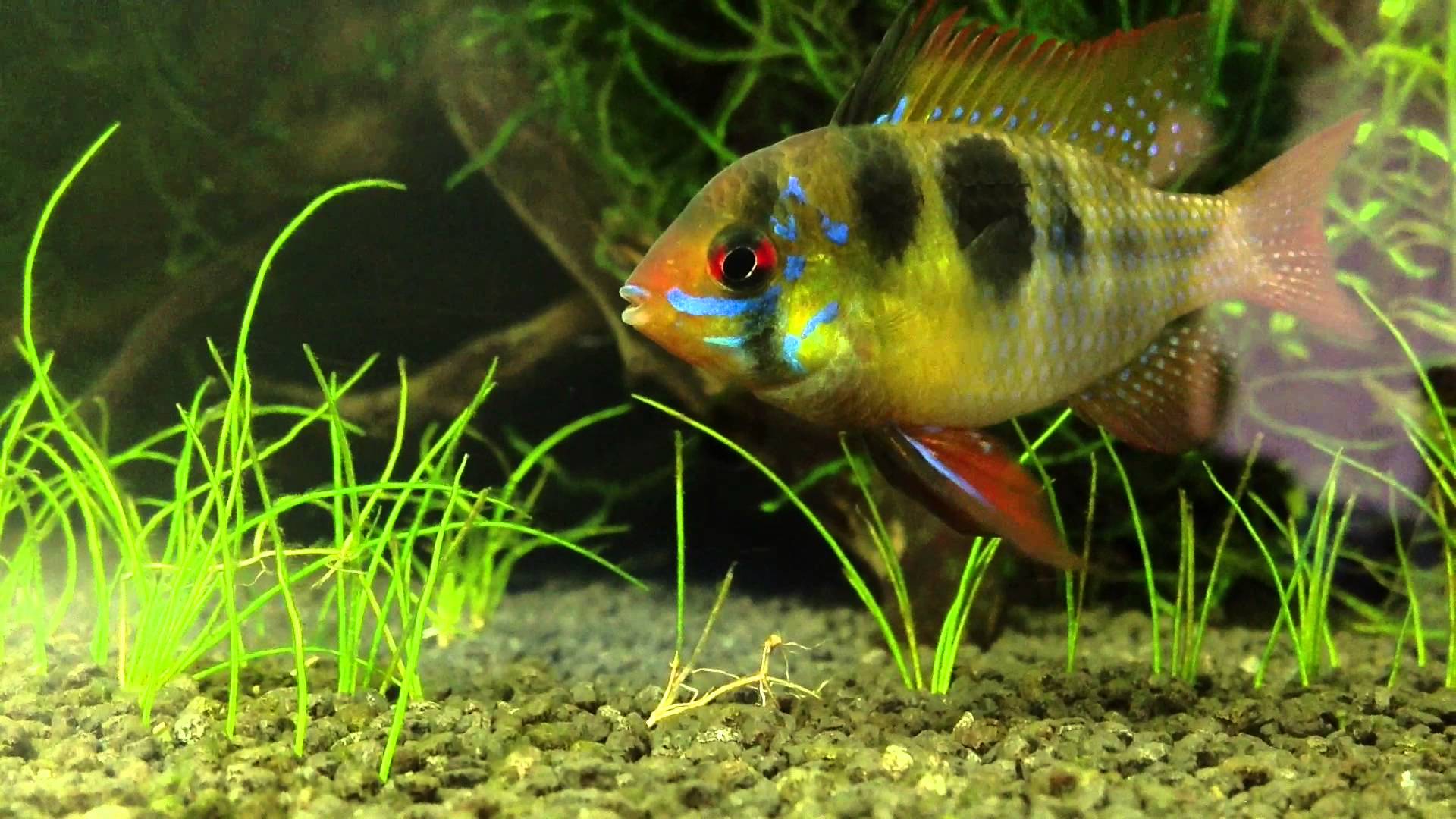Tropical Fish Tank - Close Up - YouTube