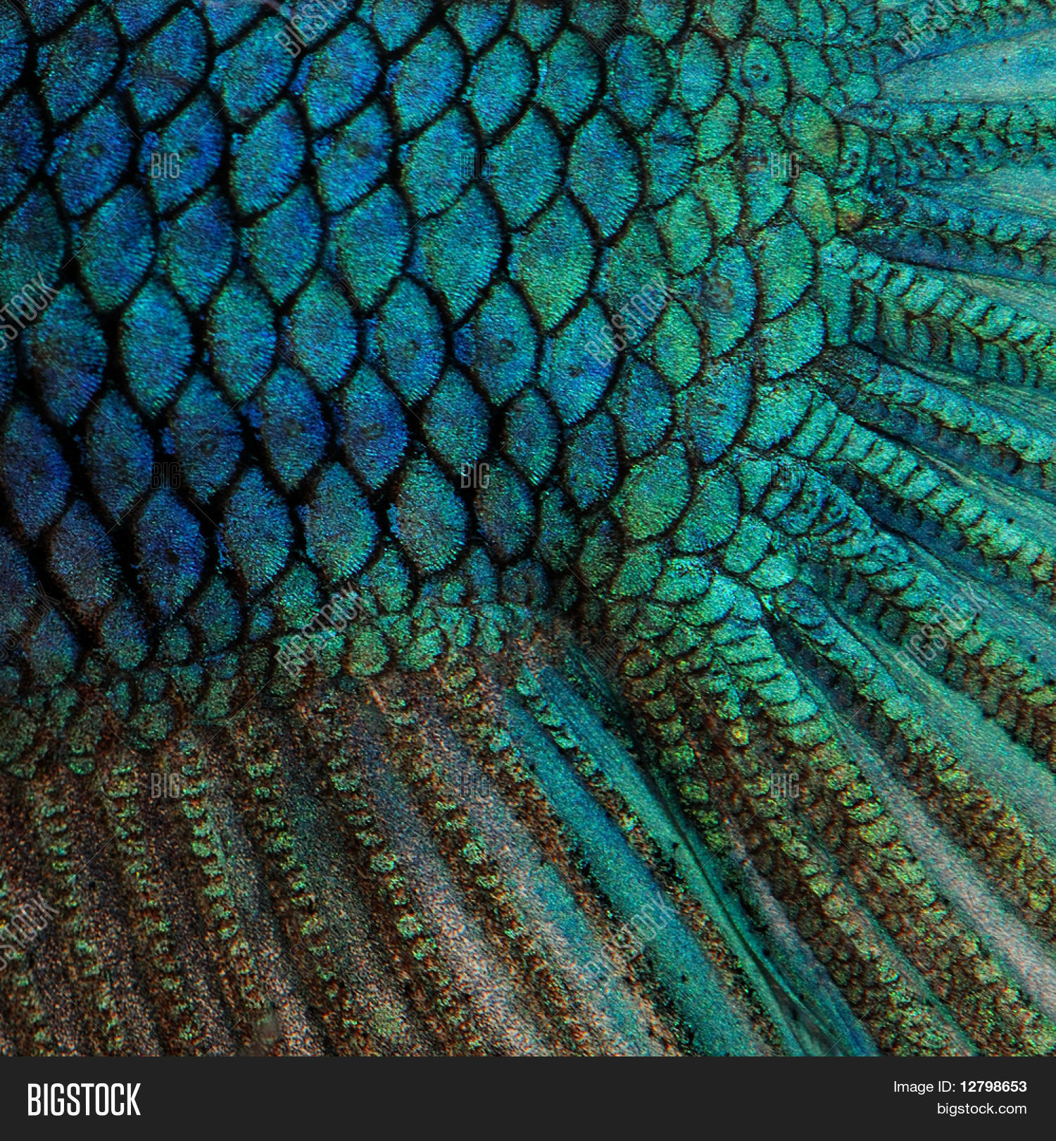 Close- On Fish Skin - Blue Siamese Image & Photo | Bigstock