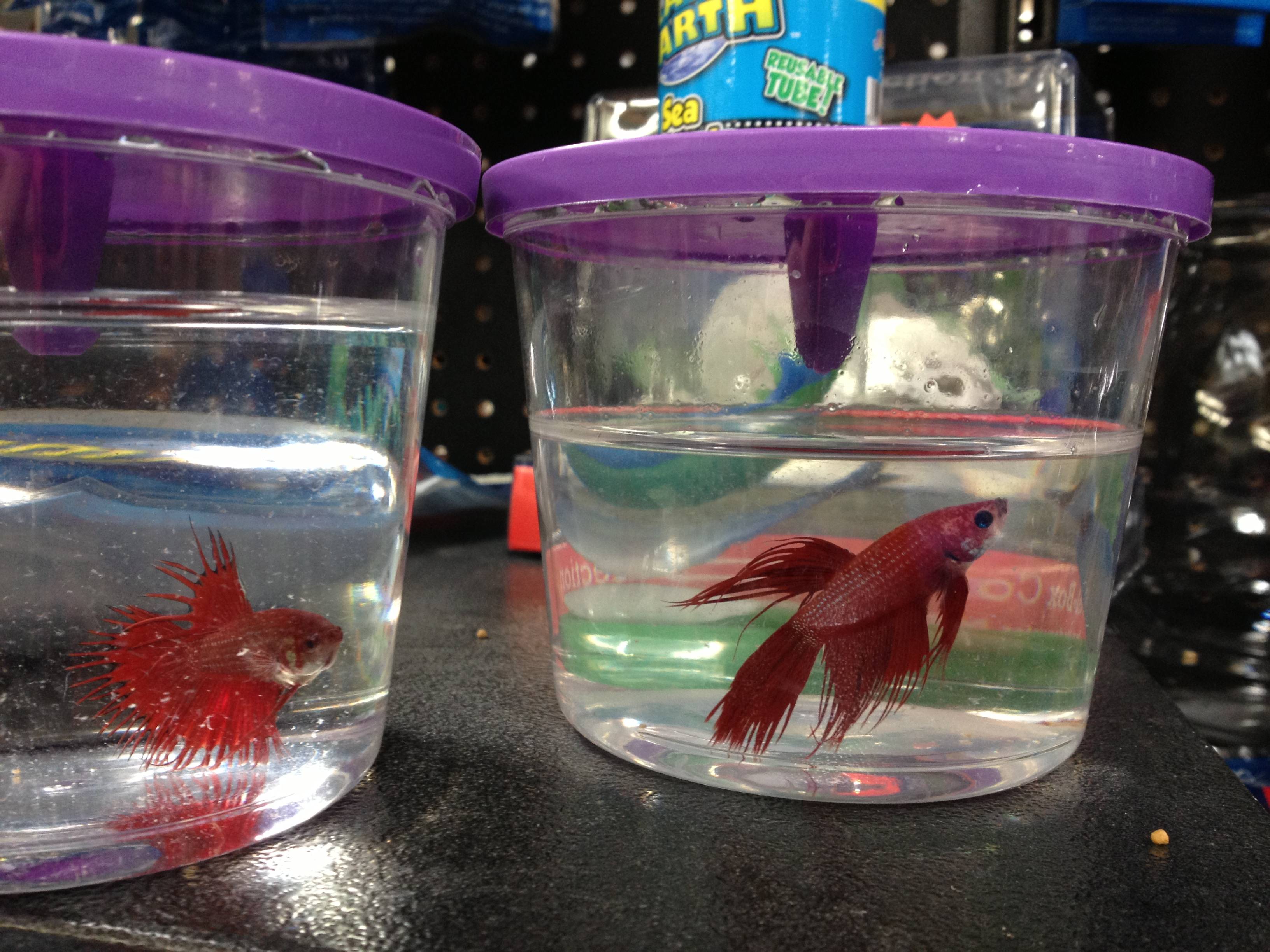 What is the purpose for the tube in the lids of these Betta Fish ...