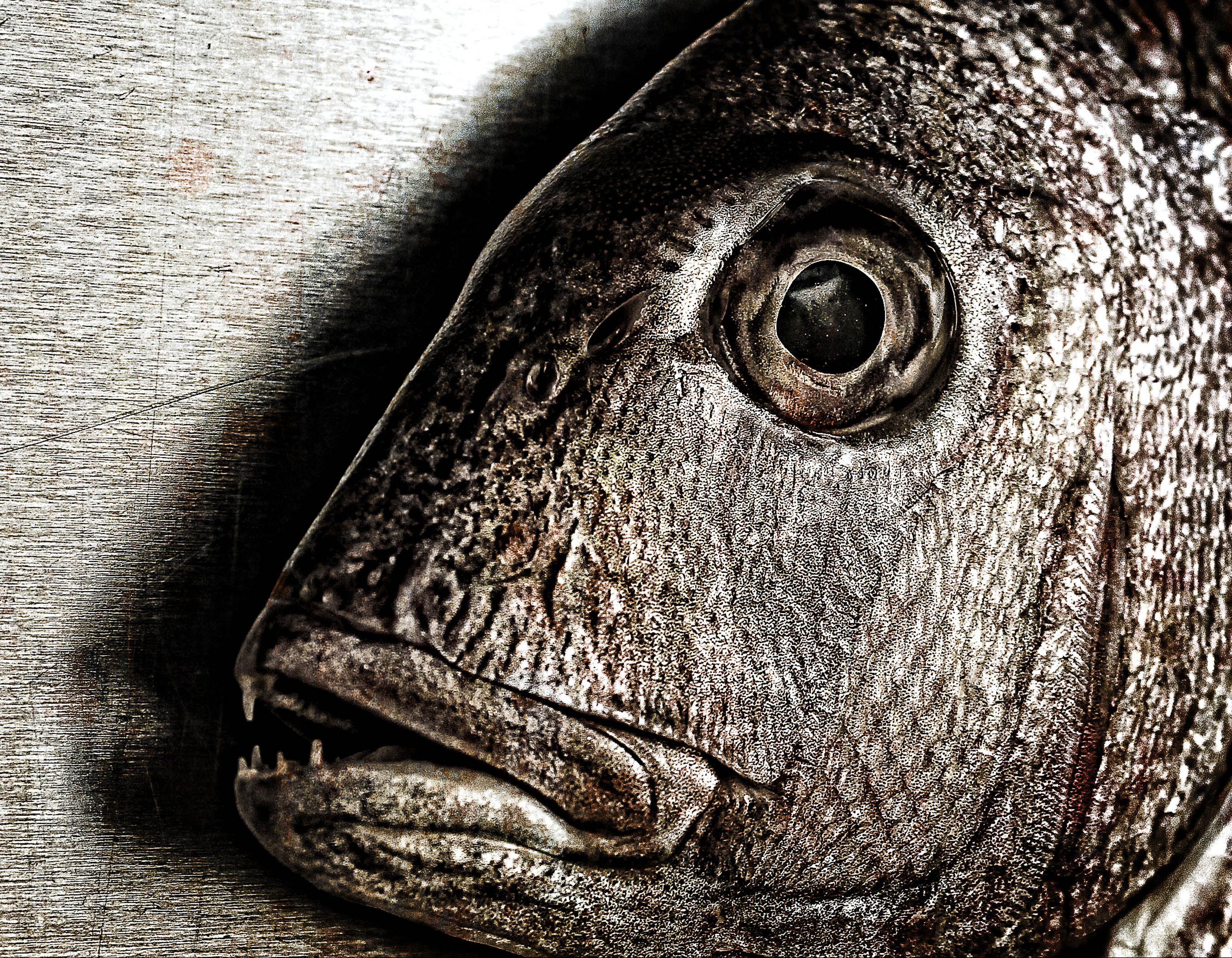 Fish face - closeup of a snapper photo
