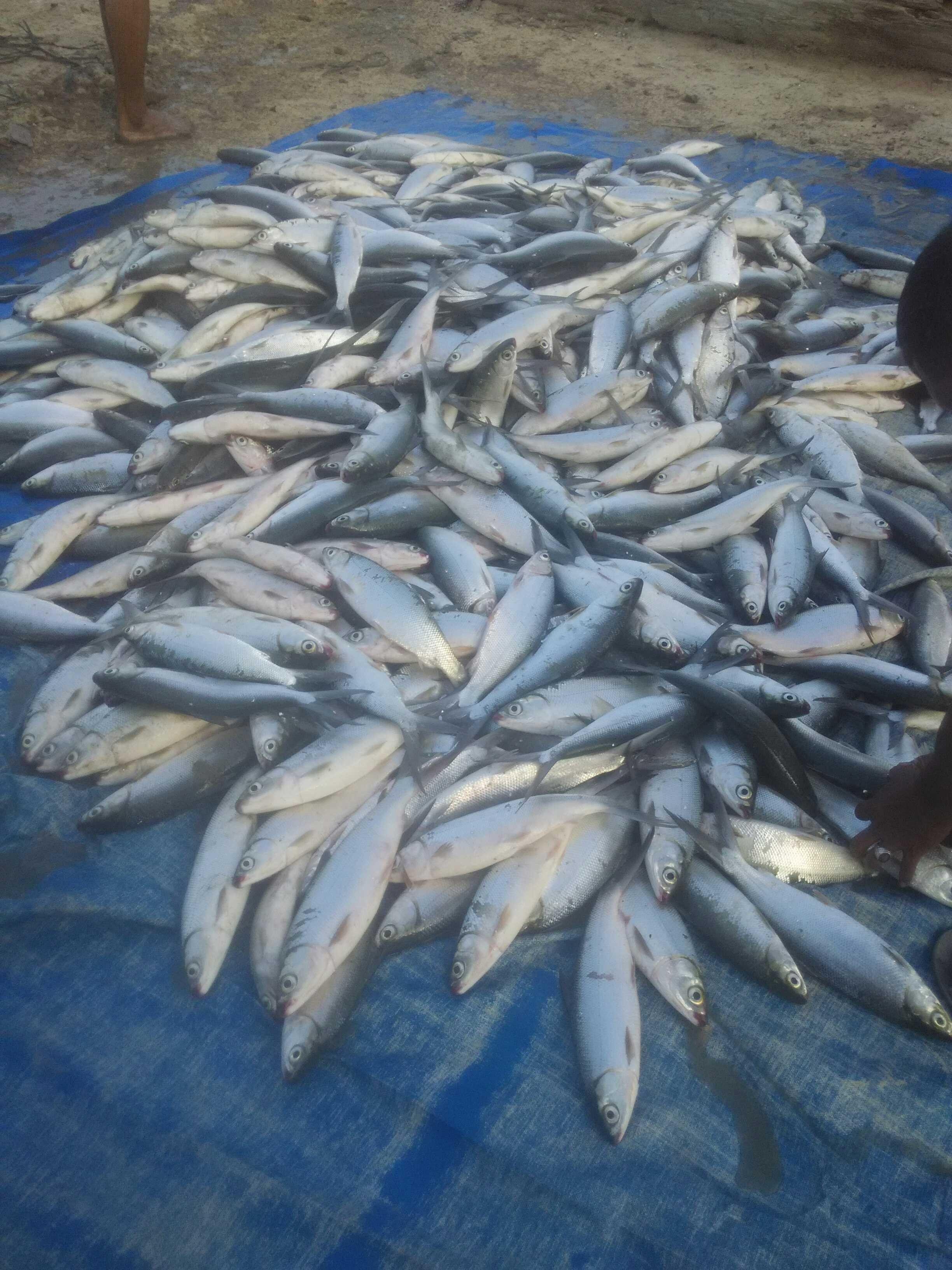 Harvest of fish bandeng (milk fish) — Steemit