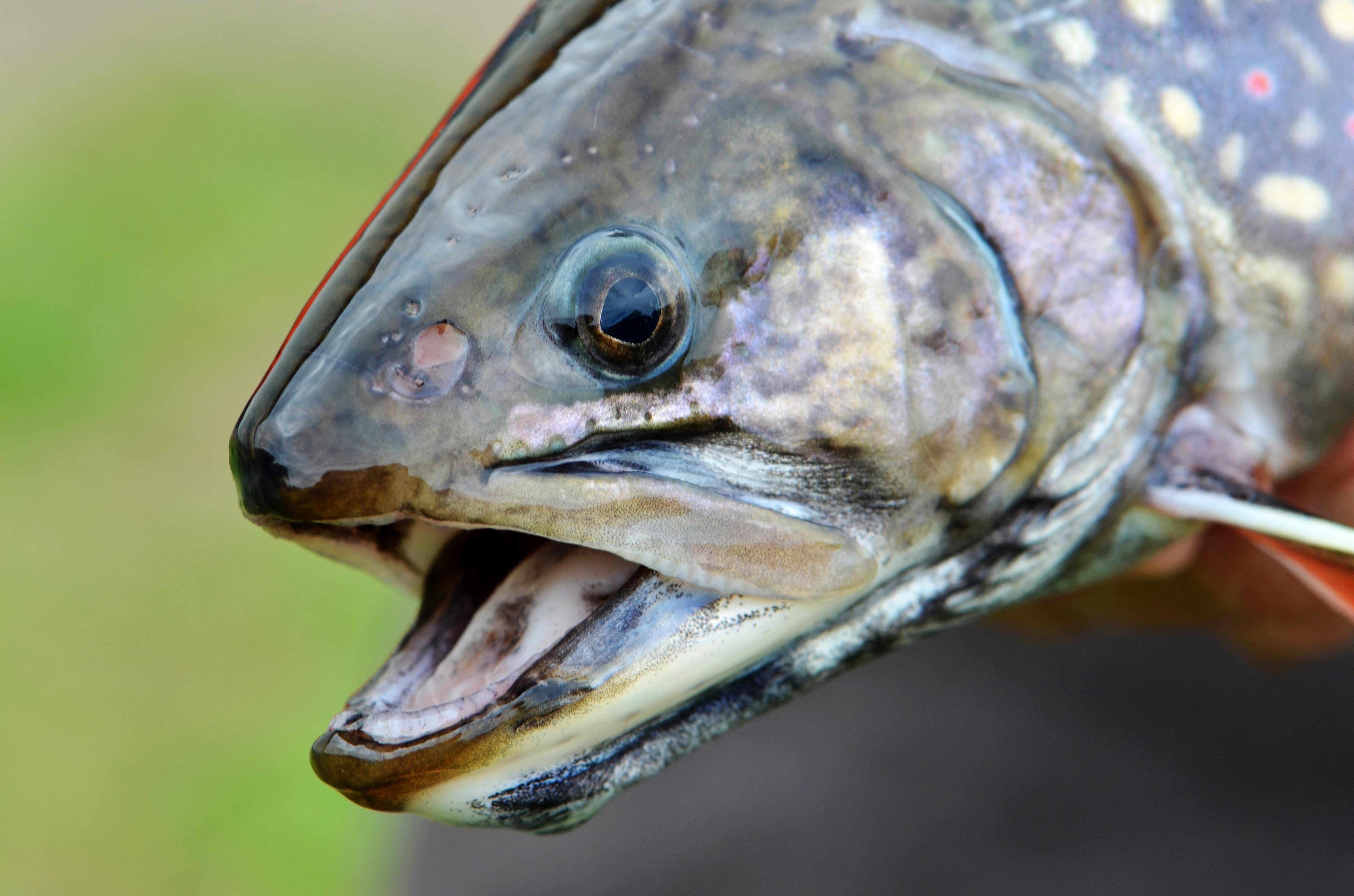 Free picture: fish, head, female, coaster, brook, trout