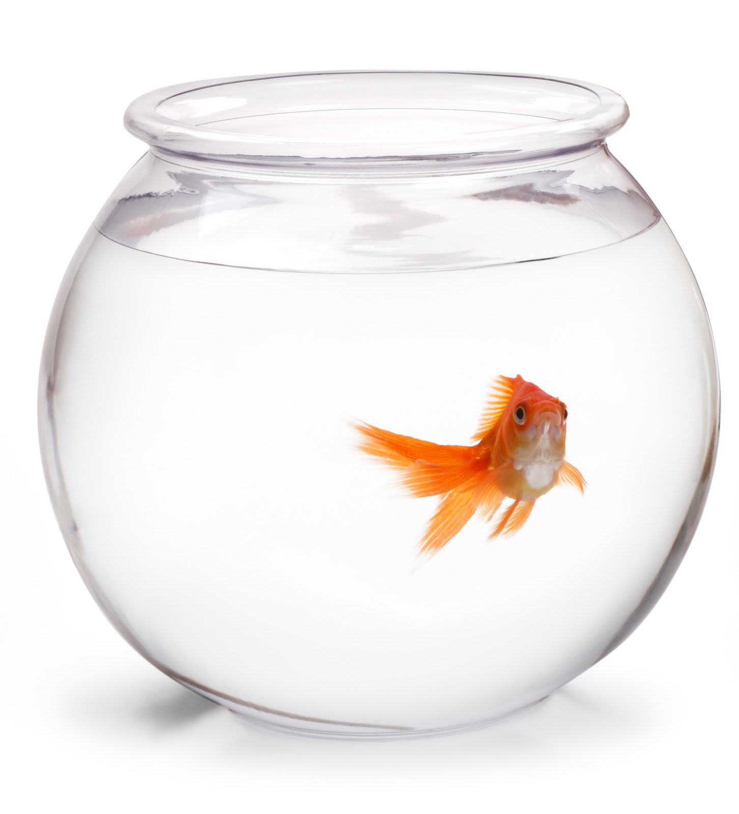 Whitebelt Zen: Fish Bowl