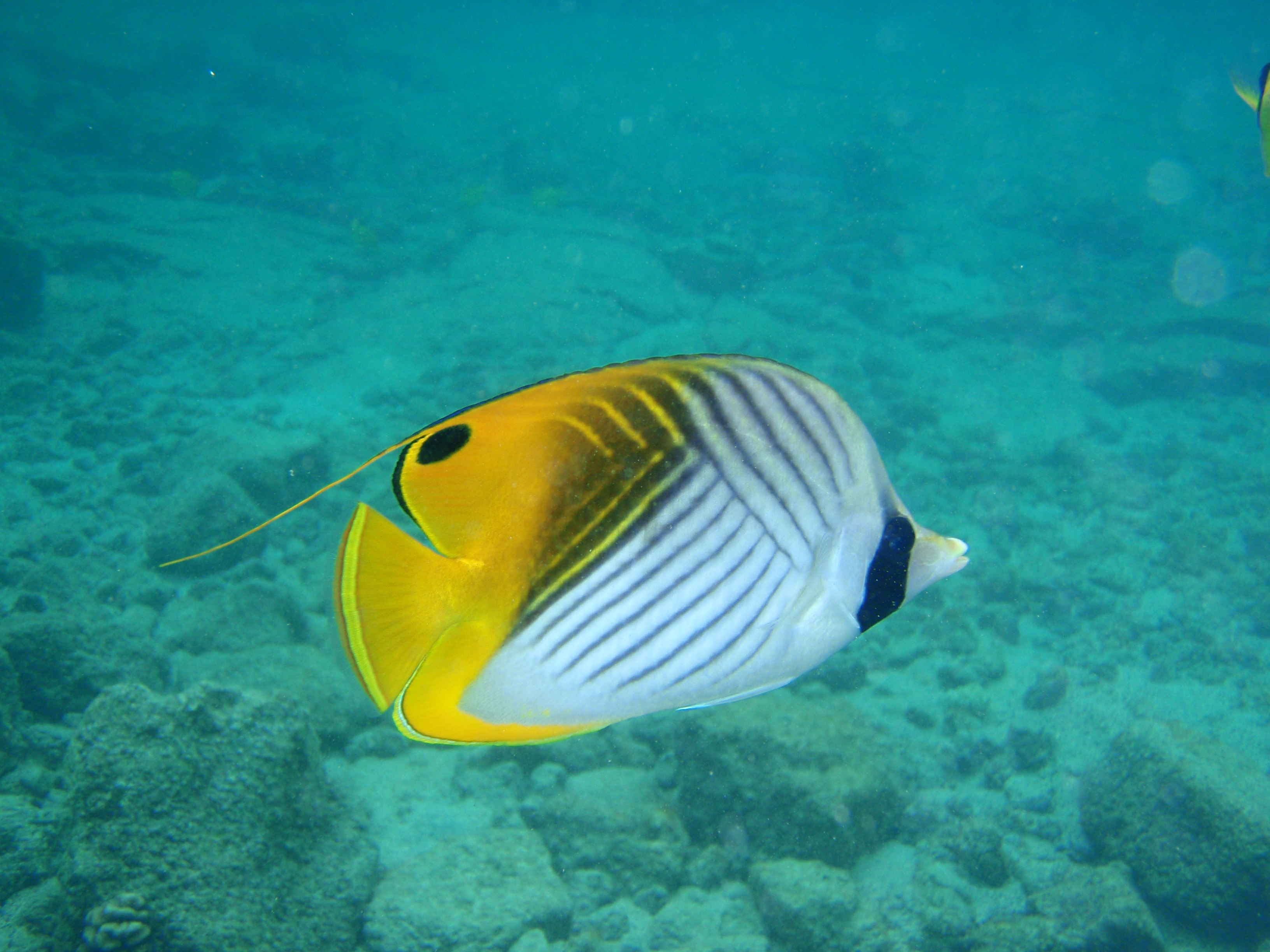 Hawaii reef life identification page
