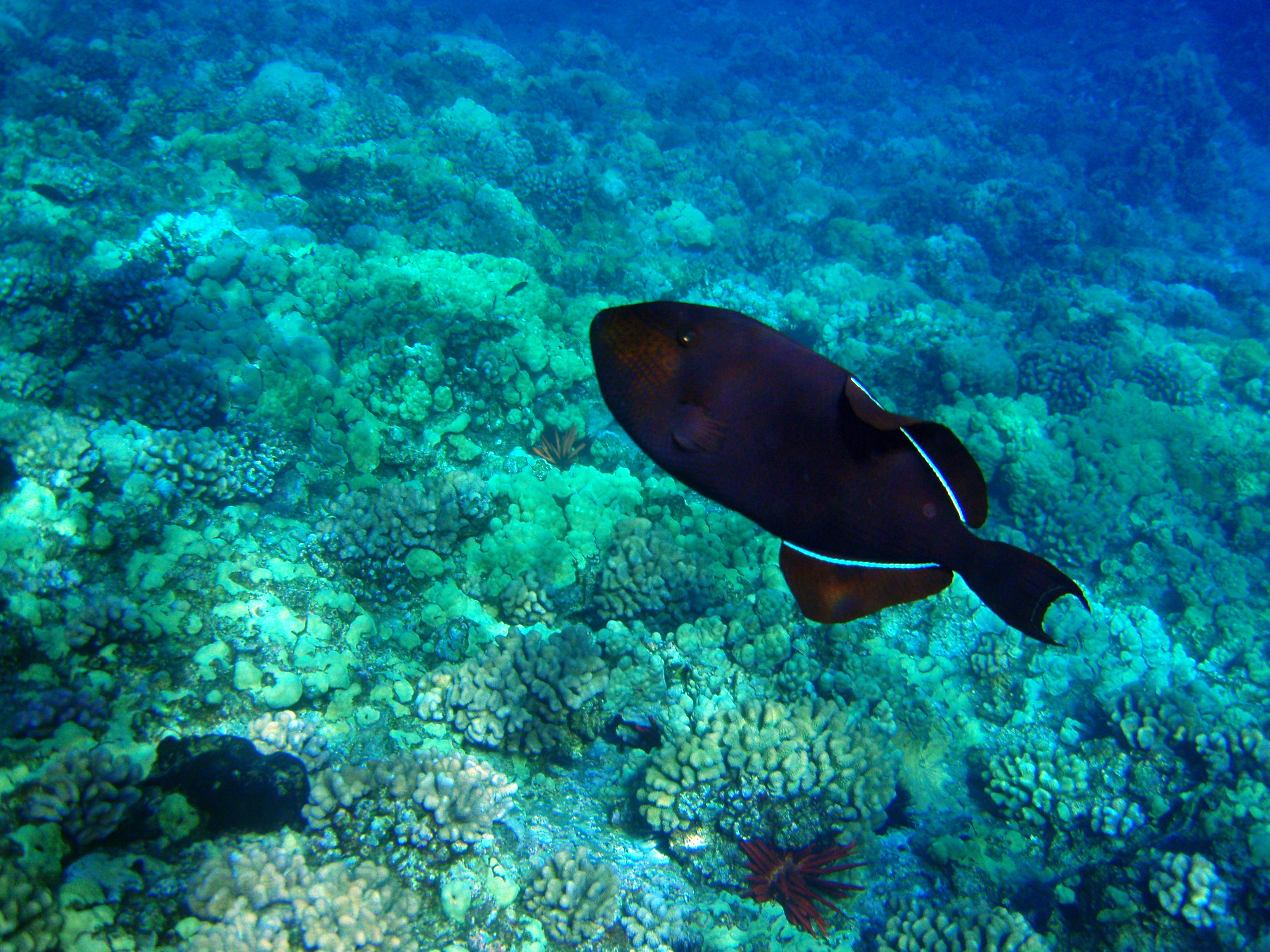 Hawaii reef life identification page