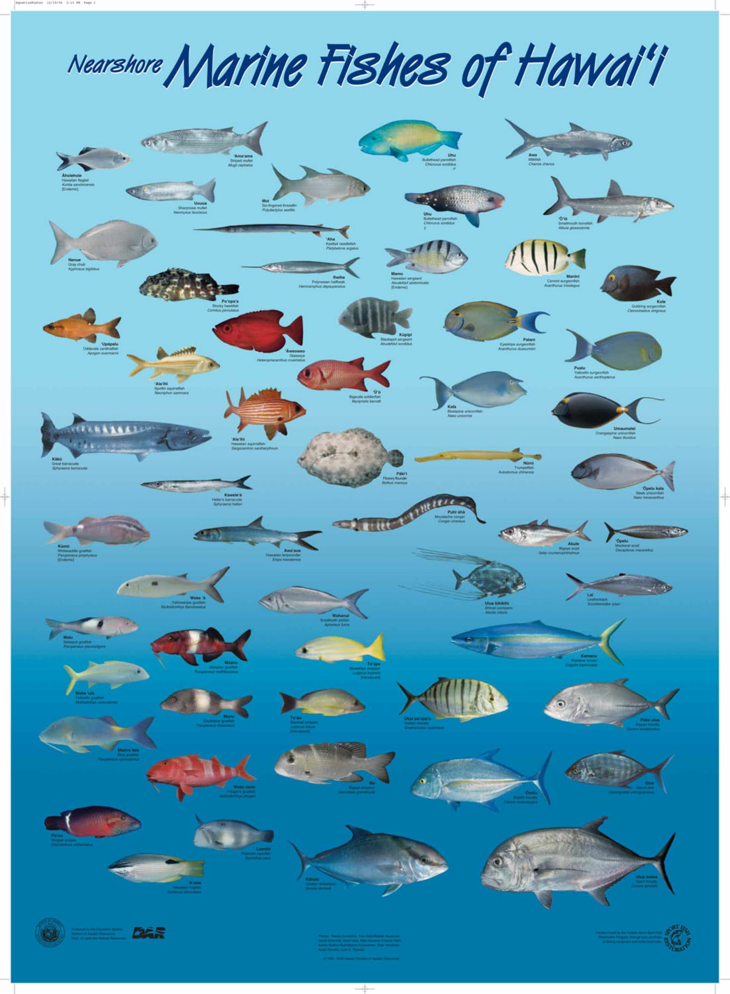 Hawaii Marlin Fishing - Hawaiian Species (All)