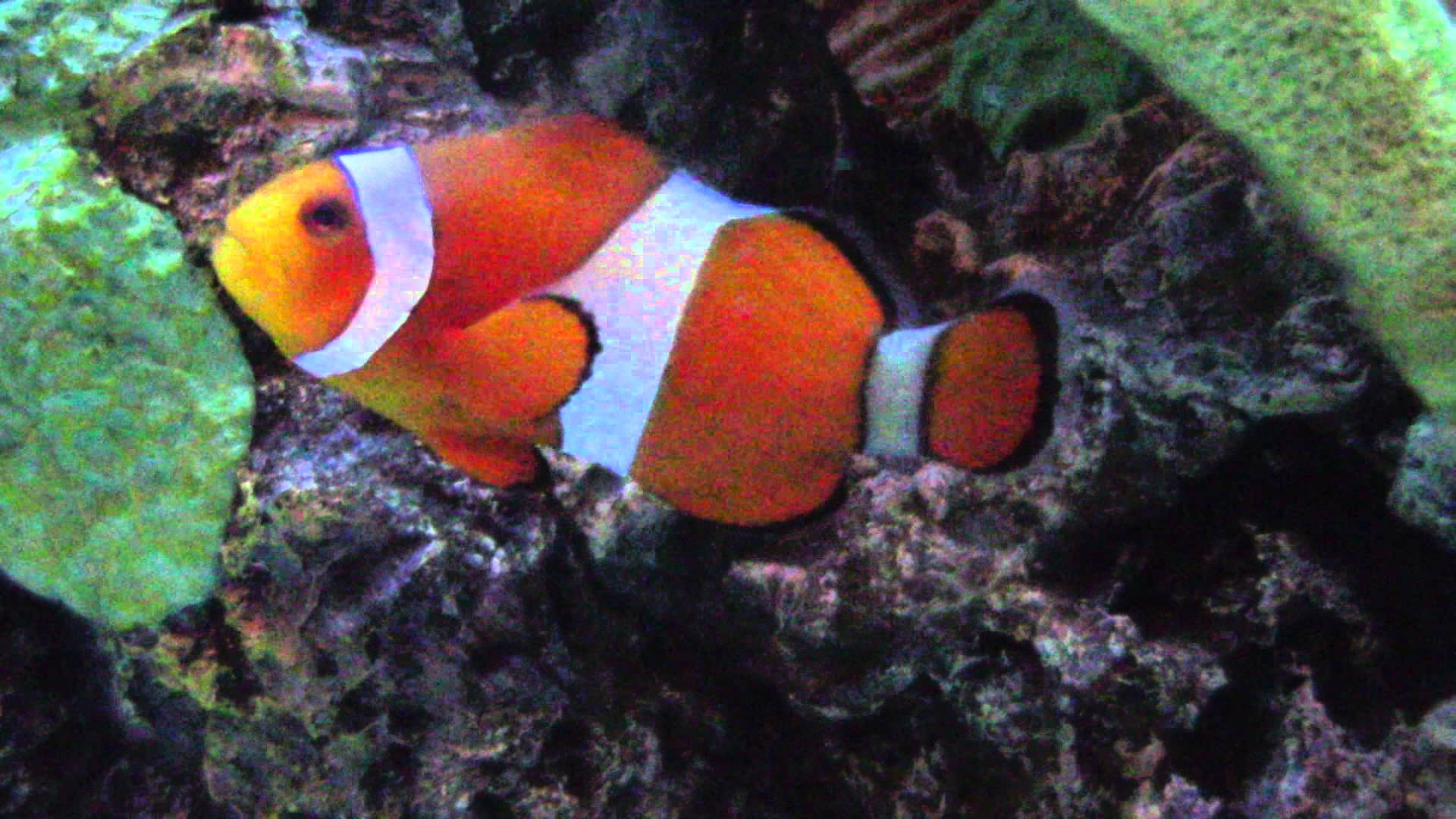 Finding Nemo Clown Fish and other Hawaiian Tropical Fish - YouTube