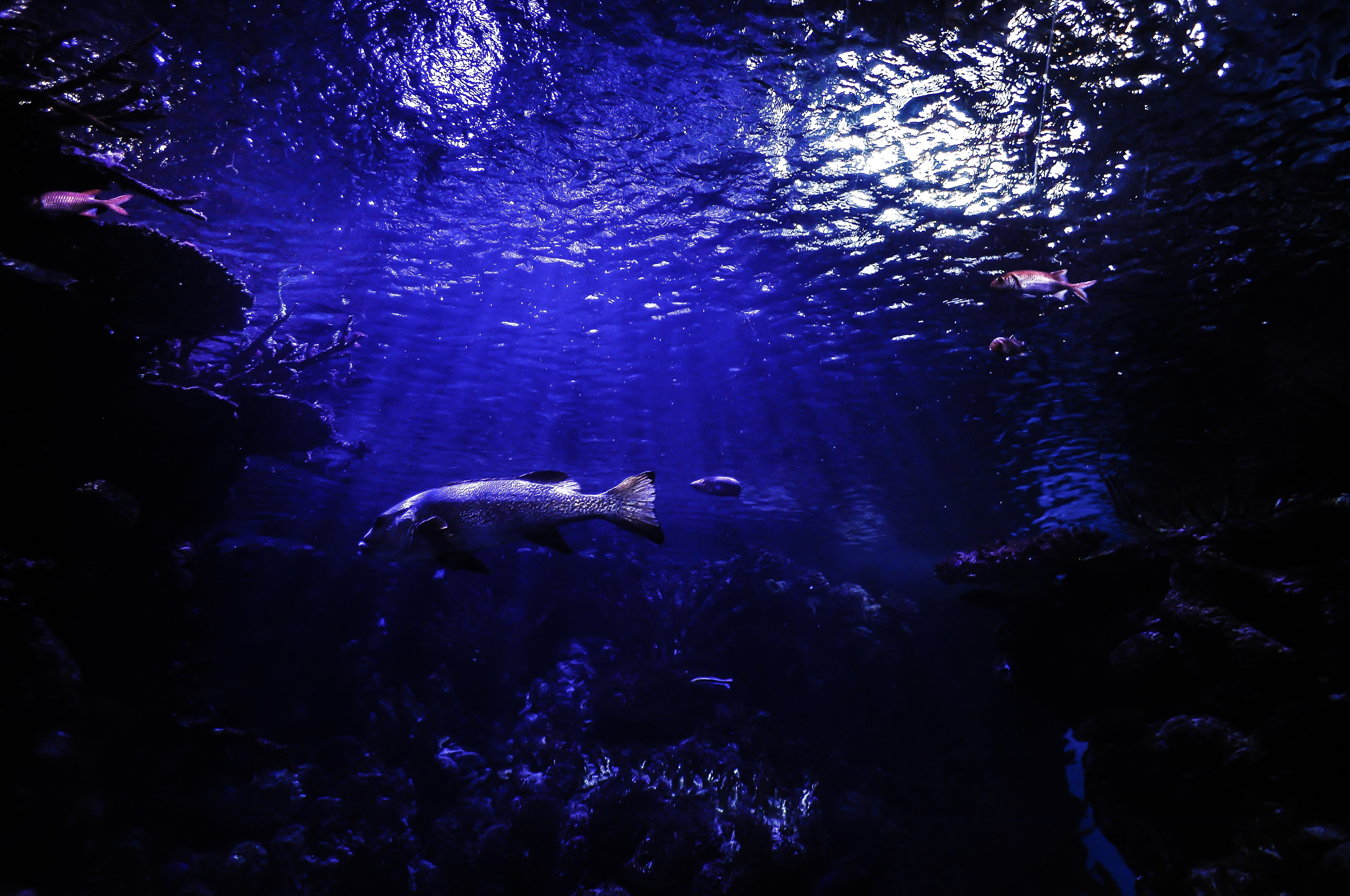 Fish in the Ocean, Animal, Blue, Creature, Fish, HQ Photo
