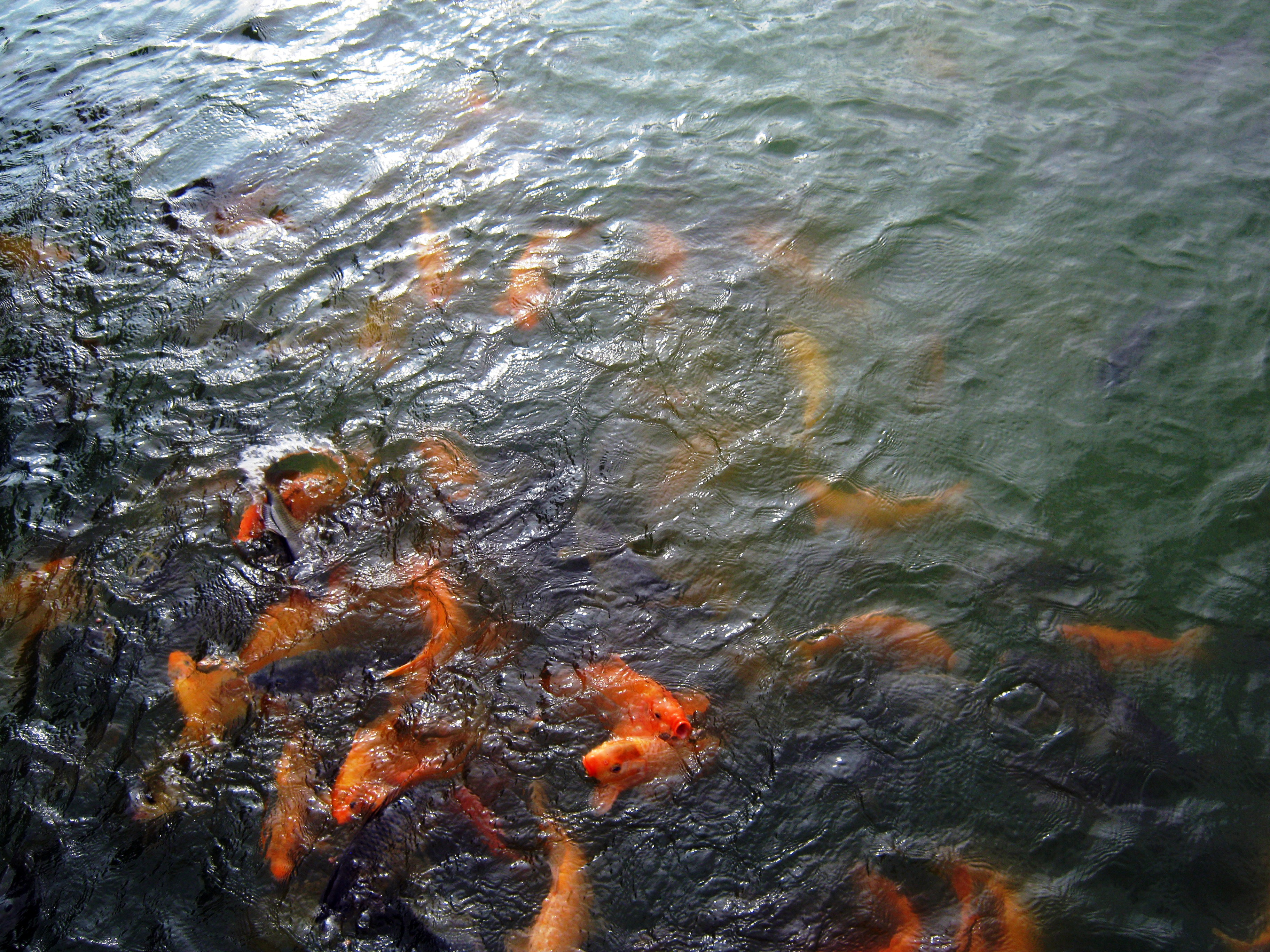 Fish in the river photo