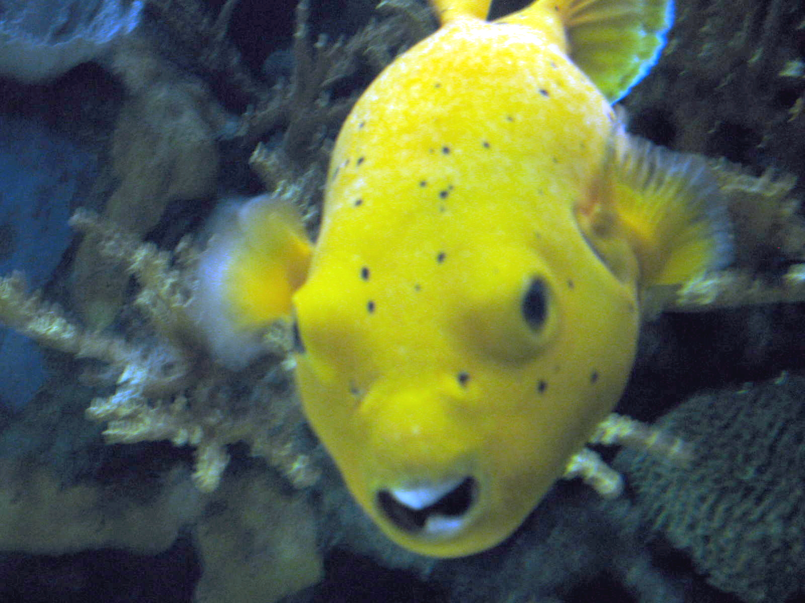 File:Yellow fish in the aquarium.JPG - Wikimedia Commons