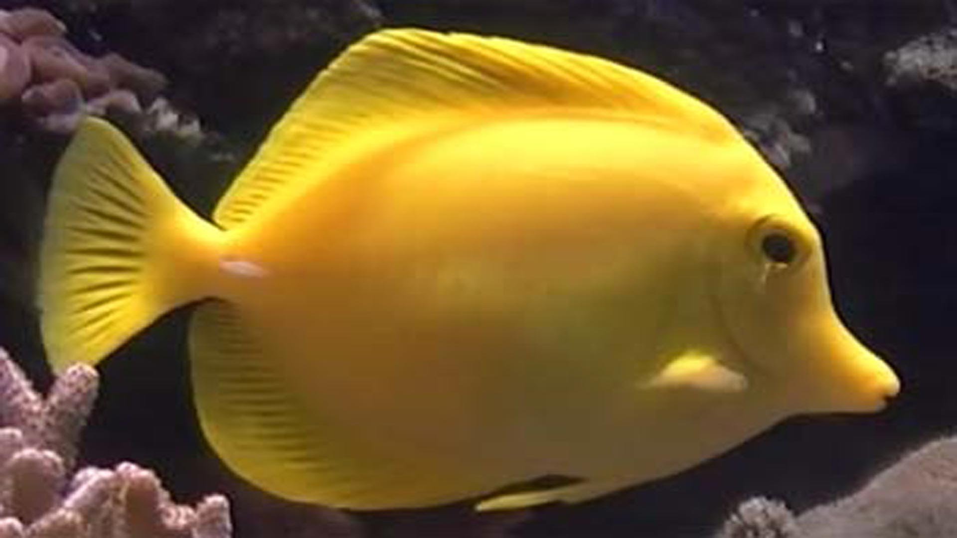 Yellow Tang (Zebrasoma flavescens) - Tropical Fish - YouTube