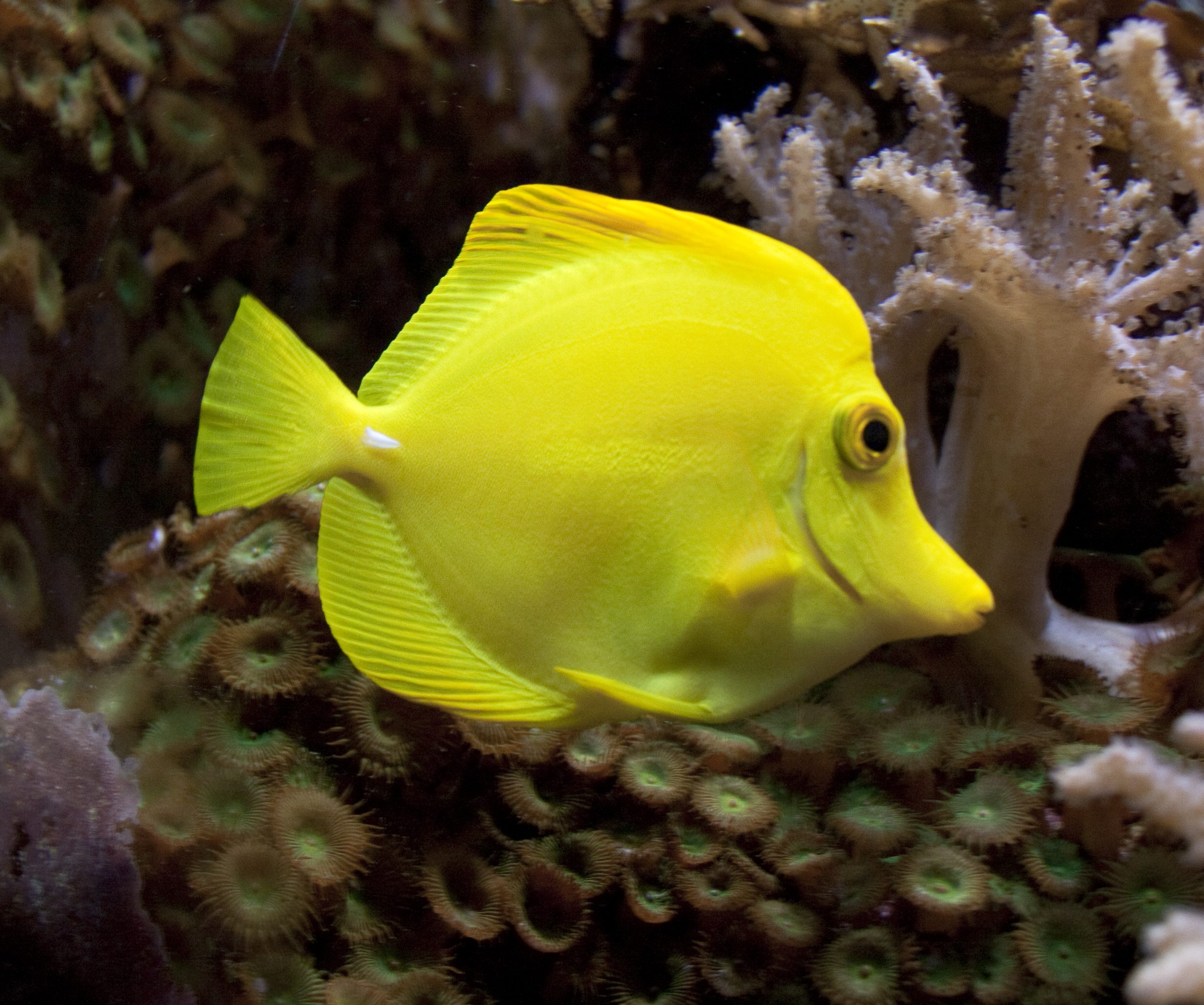 File:Yellow Fish (5729996209).jpg - Wikimedia Commons