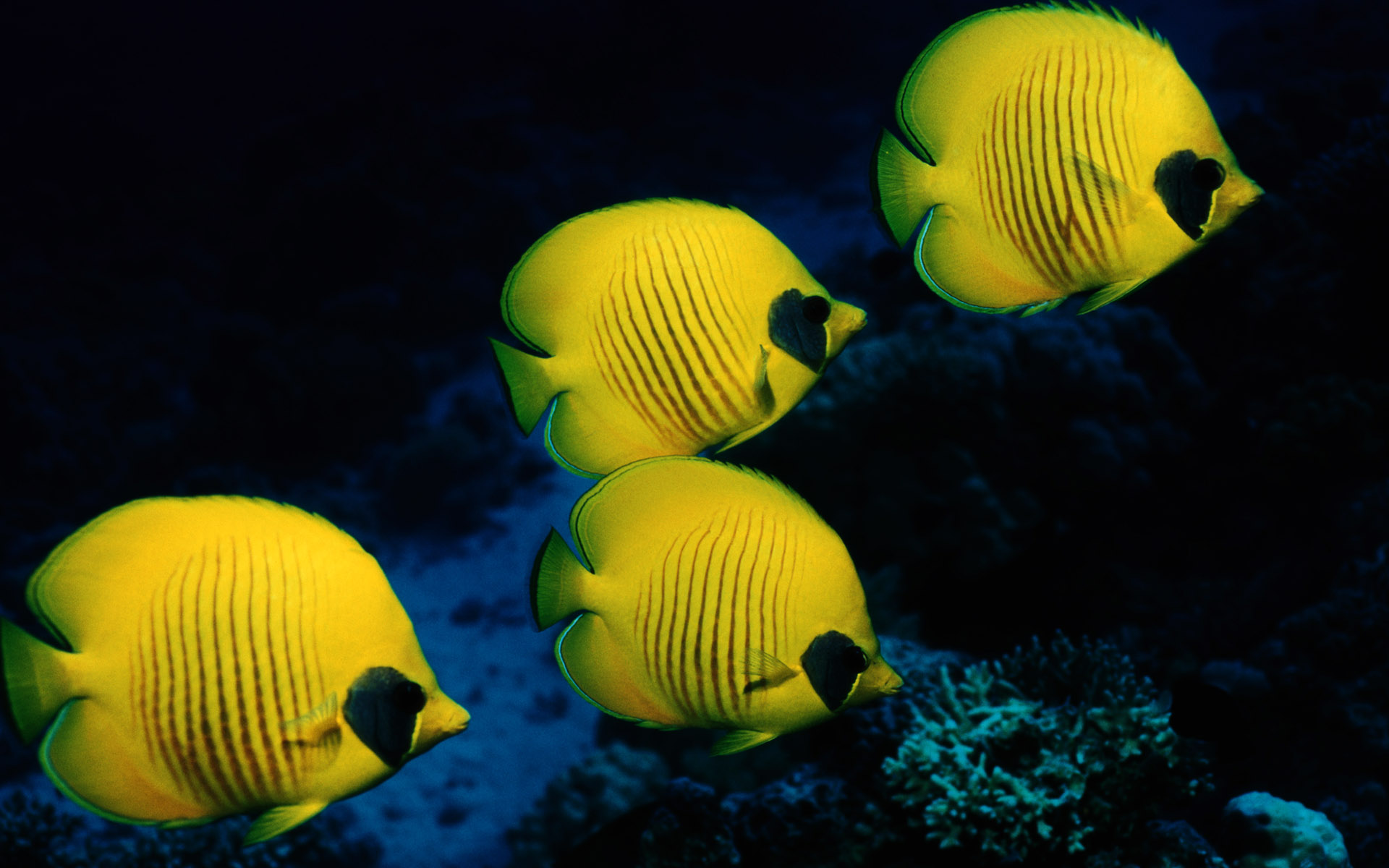 Beautiful Yellow Fish | ANIMAL