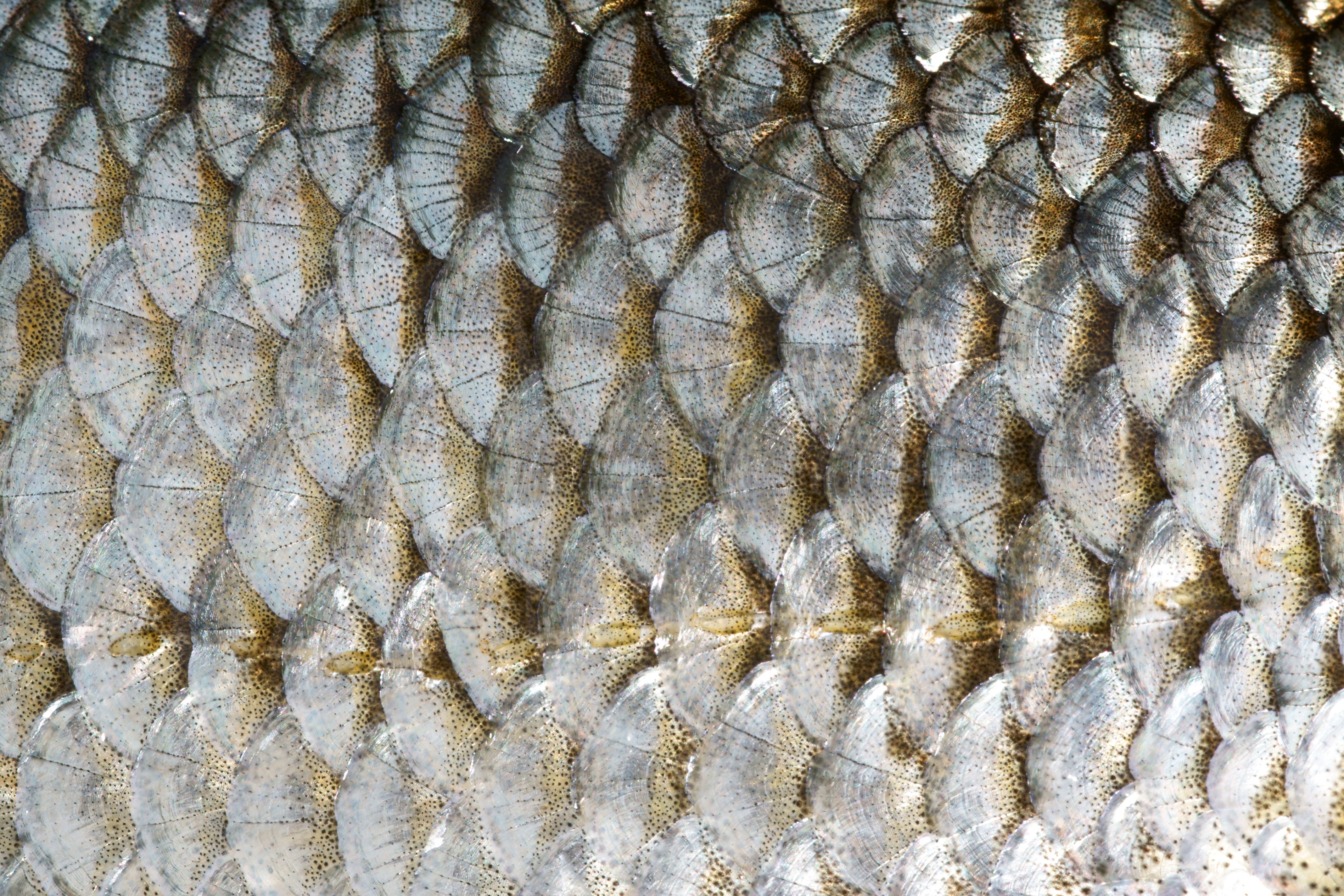 fish scales - Google Search | patterns | Pinterest | Mermaid and Merfolk