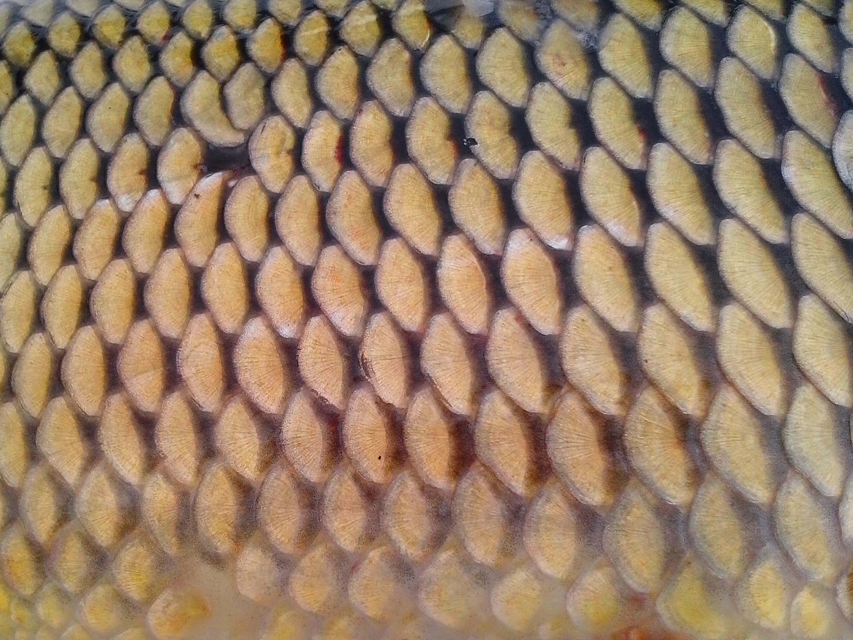 Free picture: texture, fish, scale