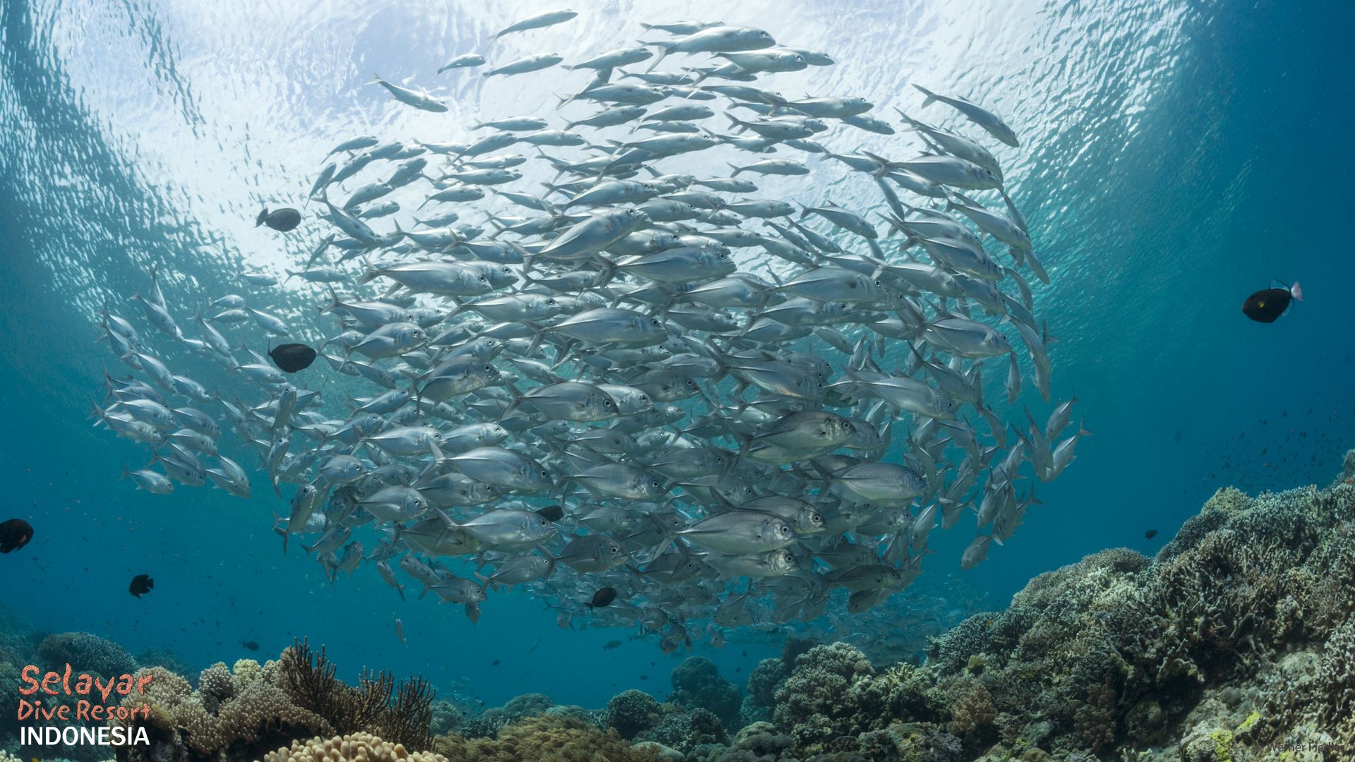 Schooling Fish Indonesia | Selayar Dive Resort