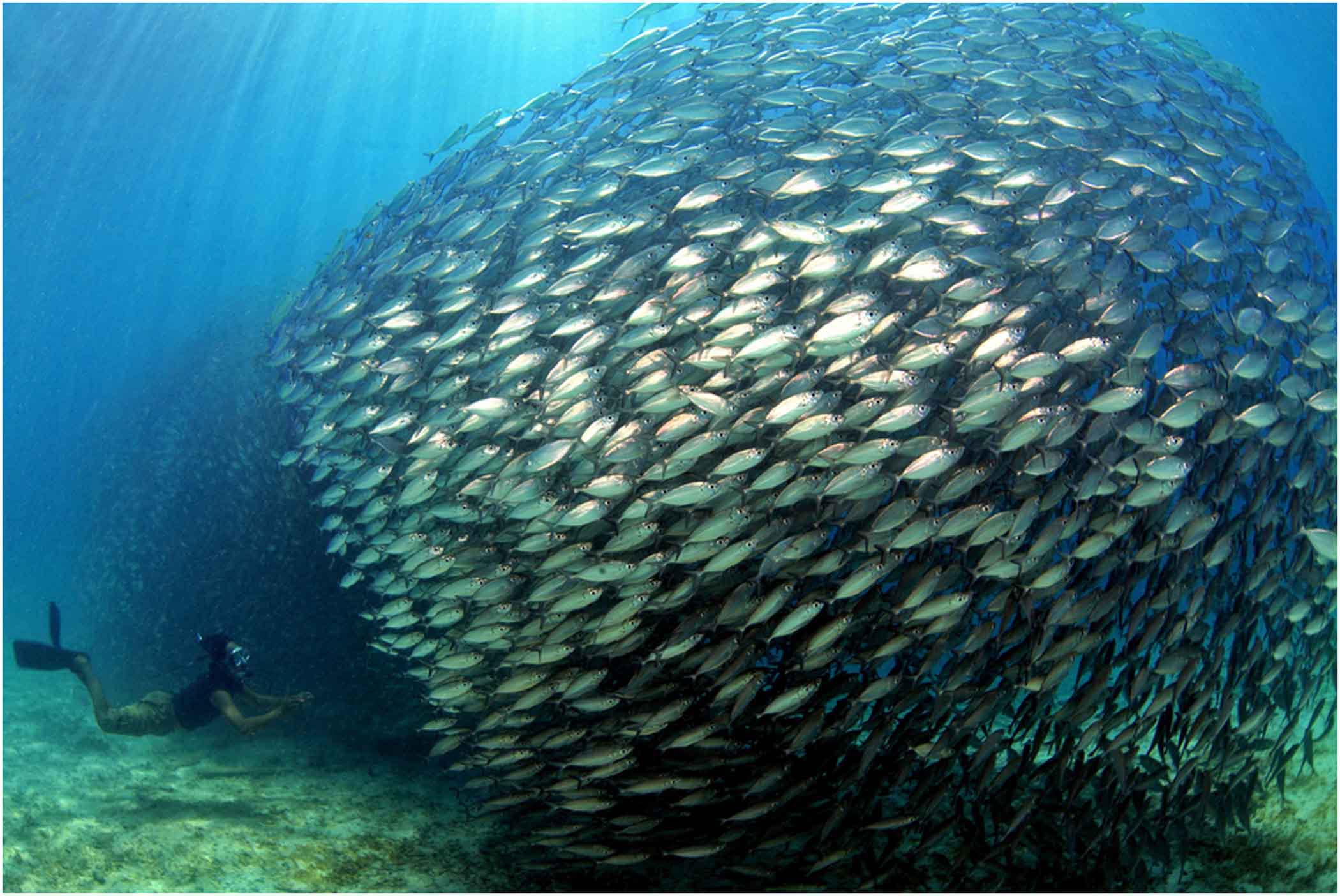Передвижение рыб в воде. Коллективная Мимикрия у рыб. Стаи рыб в океане. Косяк рыб. Подводные рыбы.