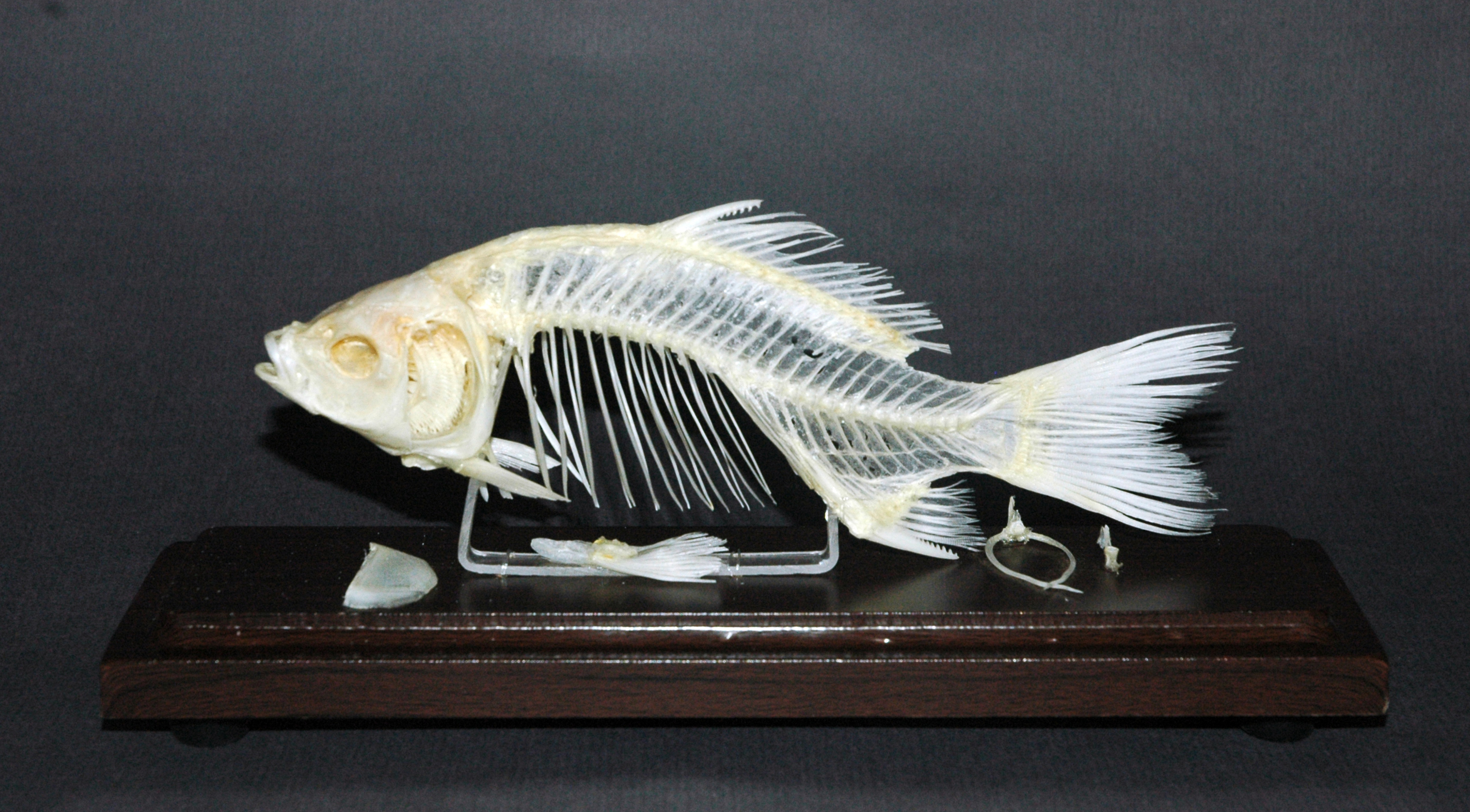 Fish skeleton photo