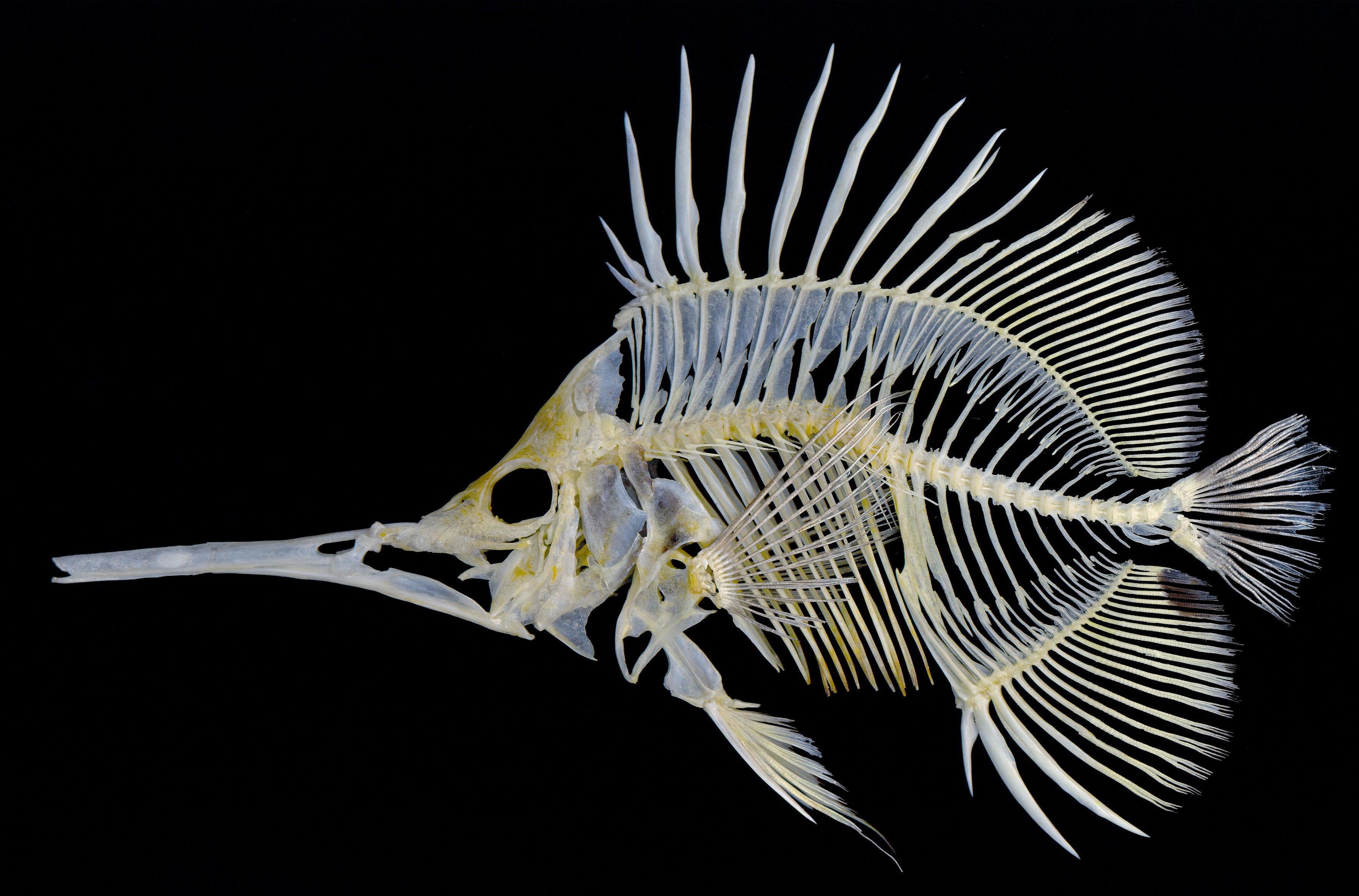 Butterfly fish skeleton. Longnose butterflyfish, Forcipiger ...