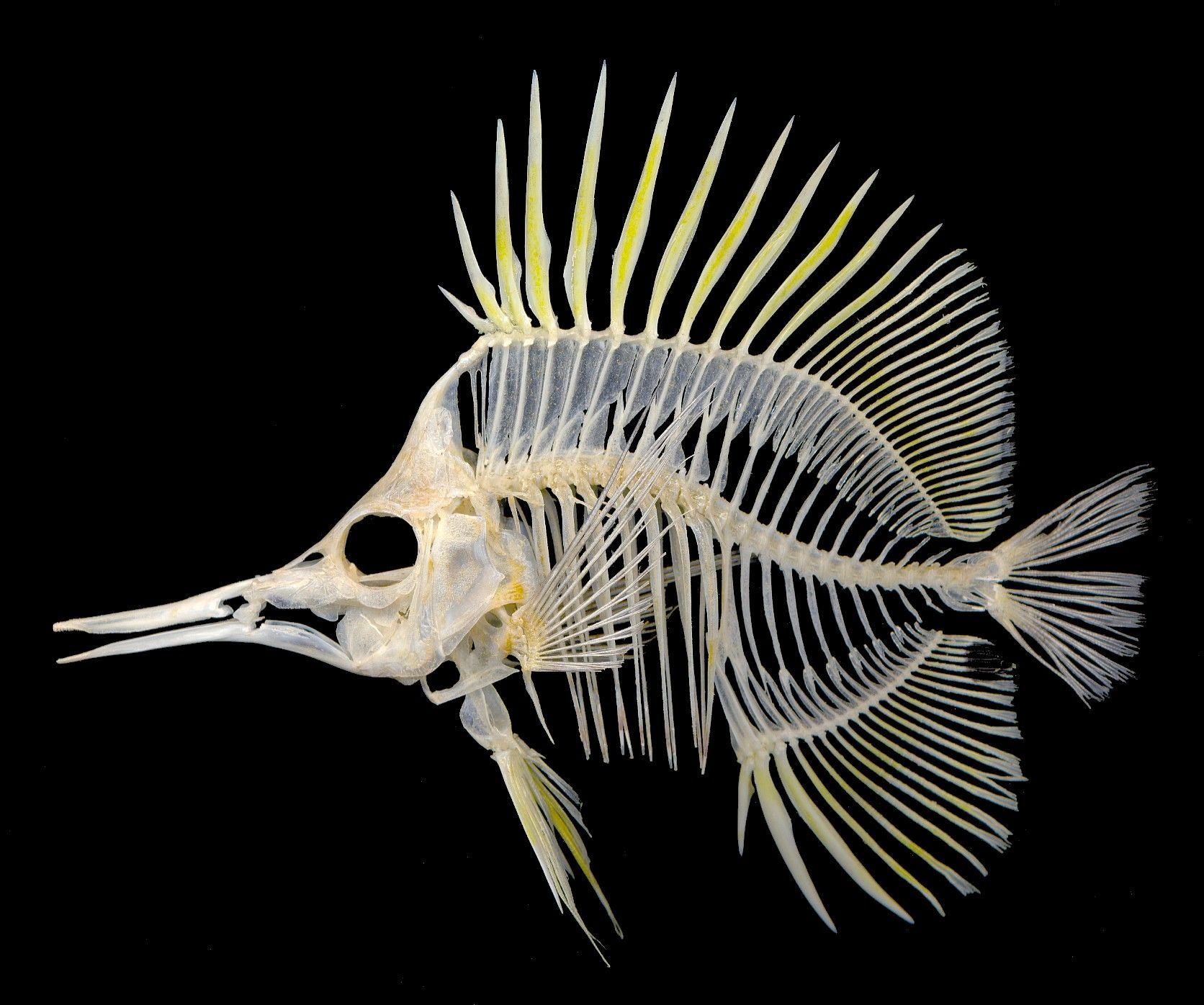 butterfly fish skeleton, WOW that is so cool!!!!!!! | Skeleton ...
