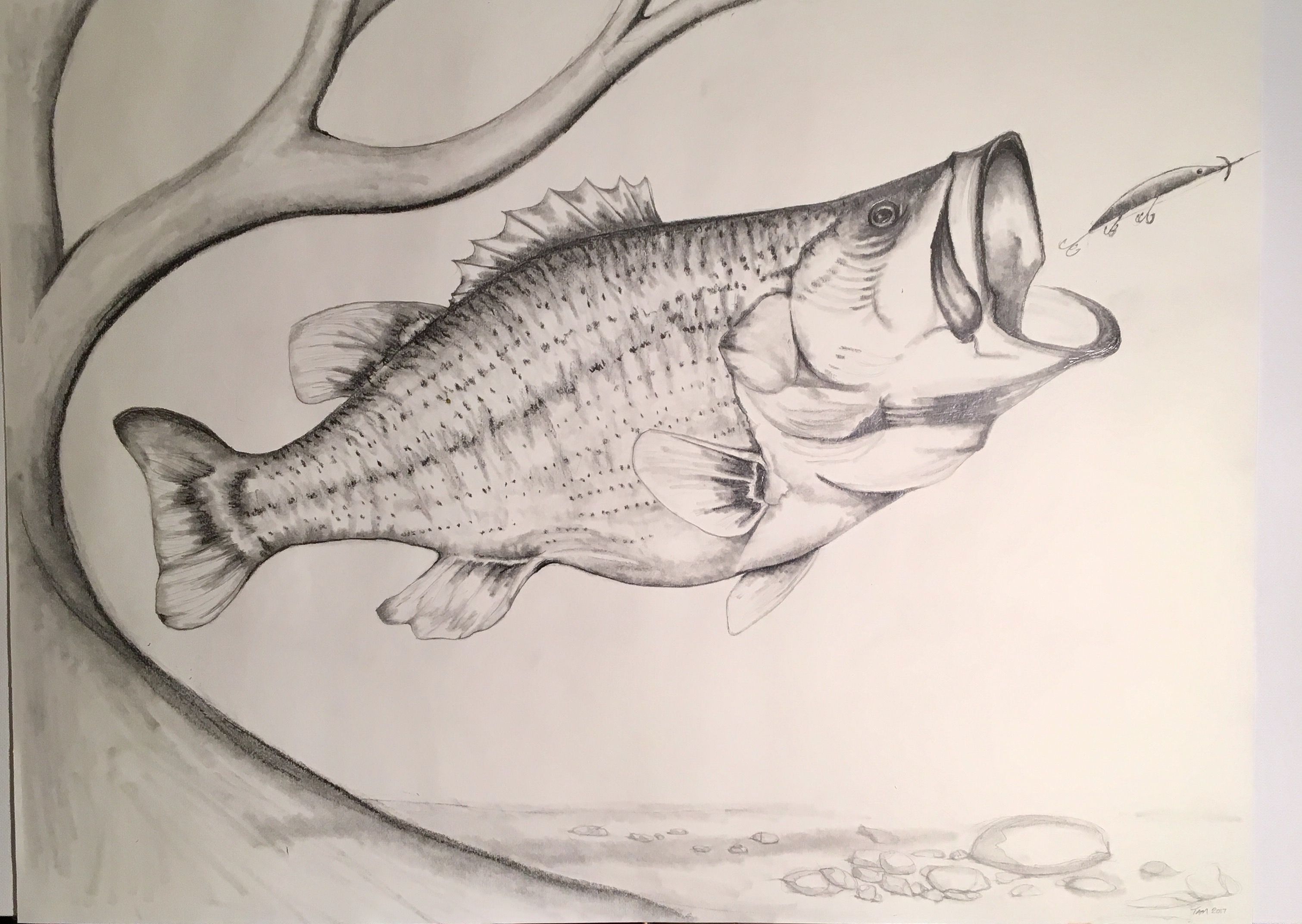 Largemouth Bass spots a potential meal. Pencil sketch. Drawing. Fish ...